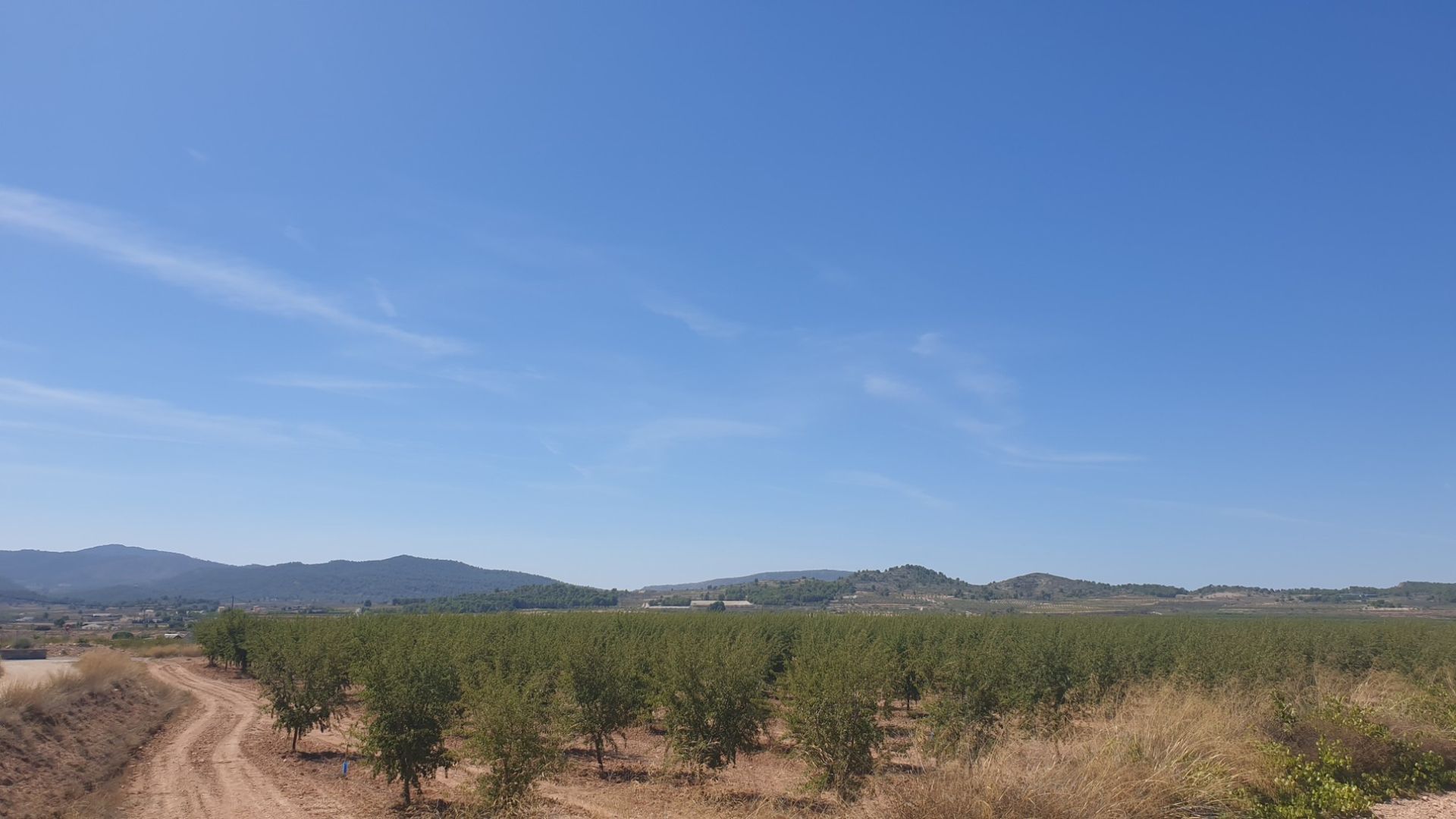 Land in Pinoso, Comunidad Valenciana 10779084