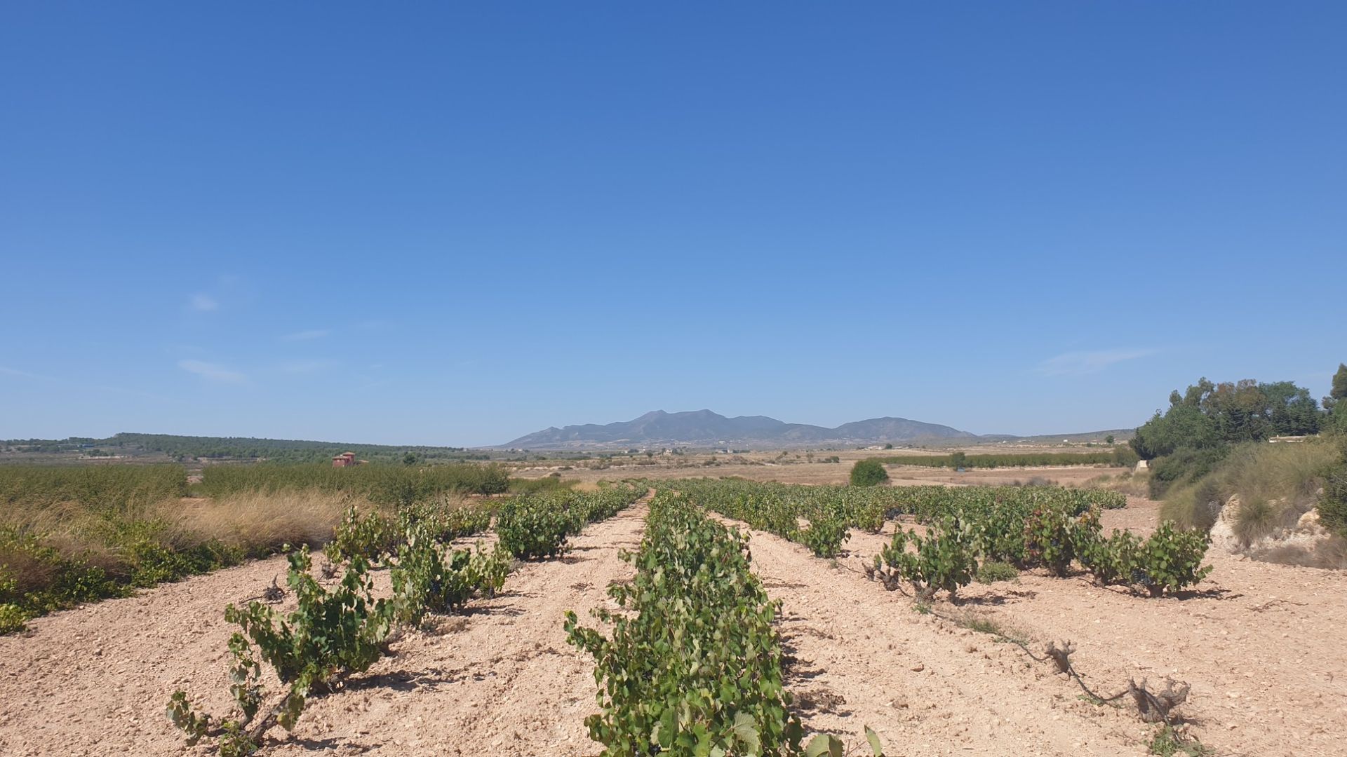 Tanah di Pinoso, Comunidad Valenciana 10779084