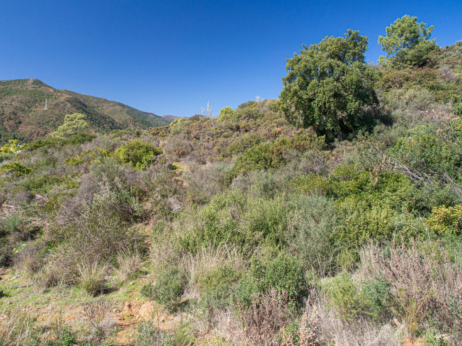 Terra no Benahavís, Andalucía 10779966