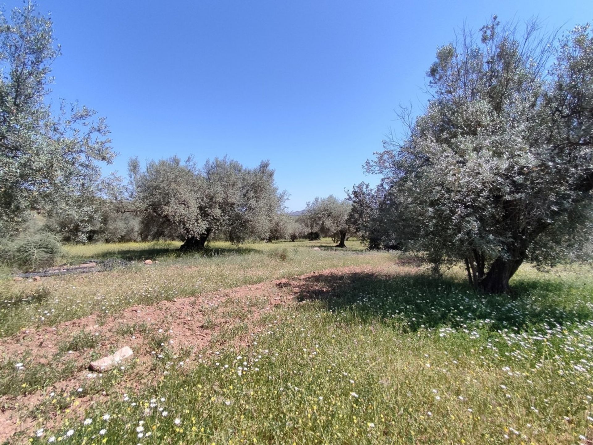 Land in Periana, Andalucía 10781470