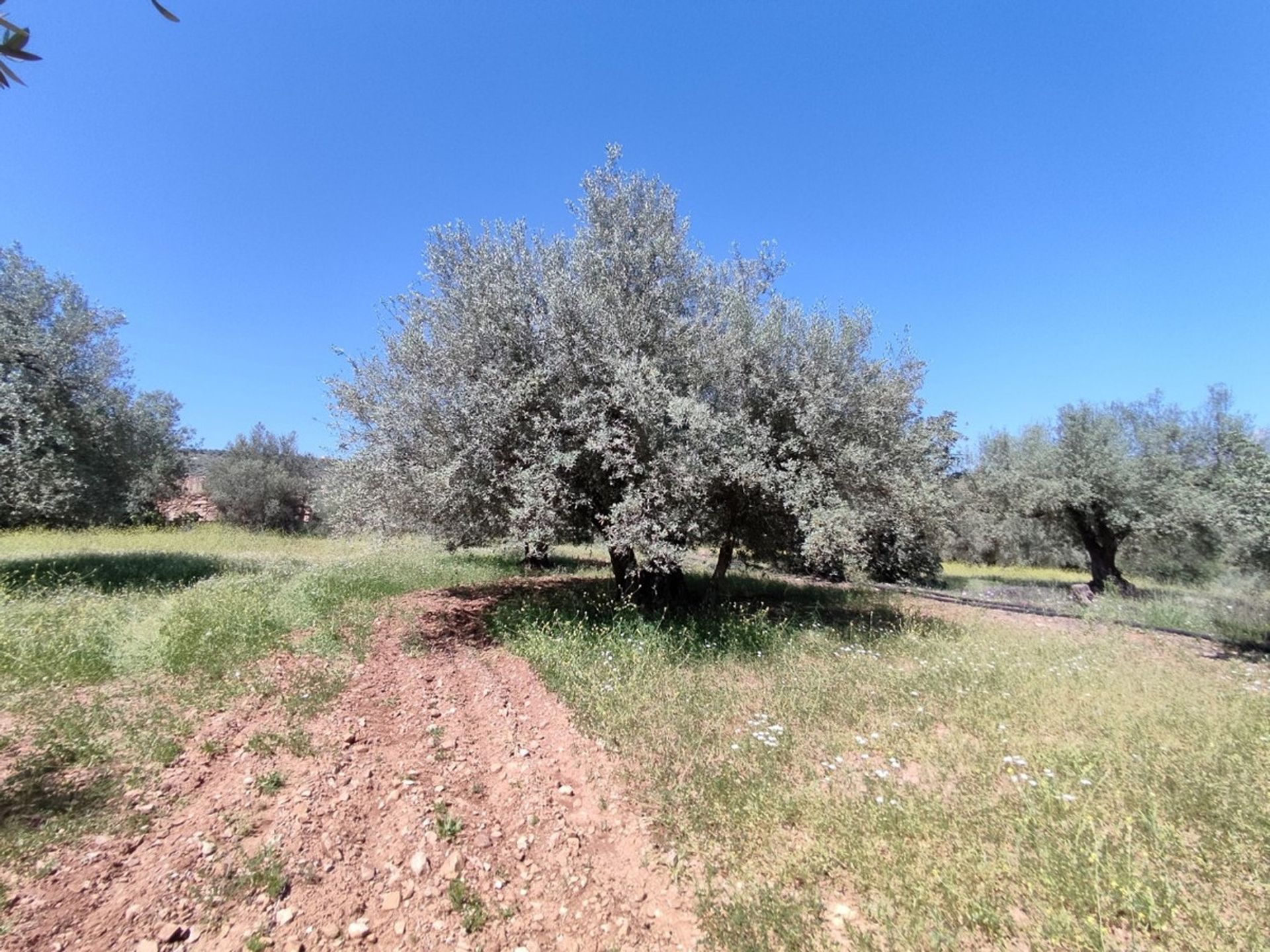 Land in Periana, Andalucía 10781470