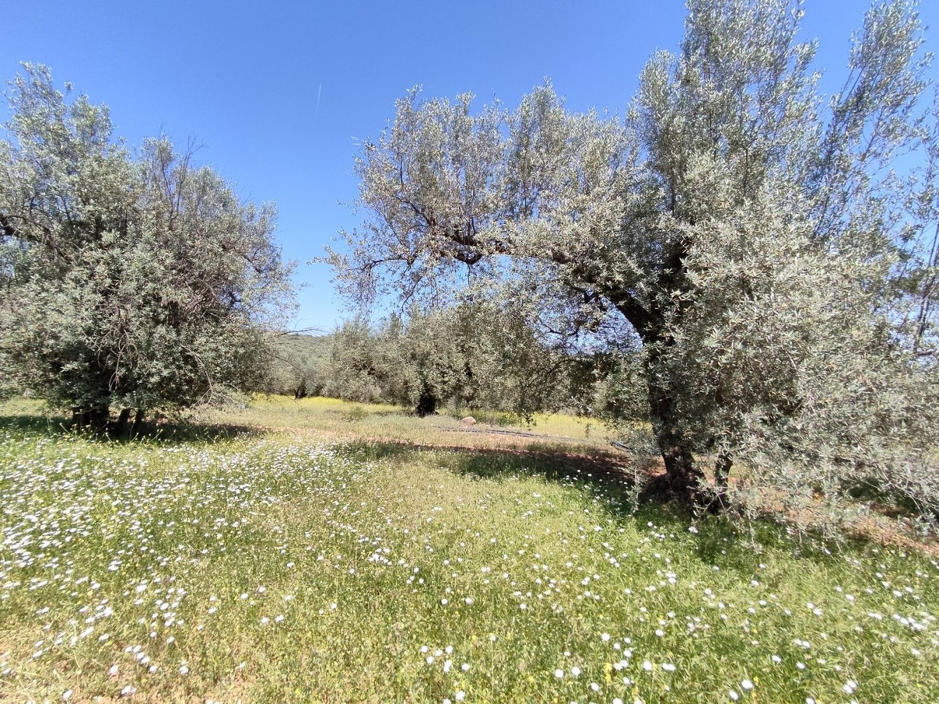 Land in Periana, Andalucía 10781470