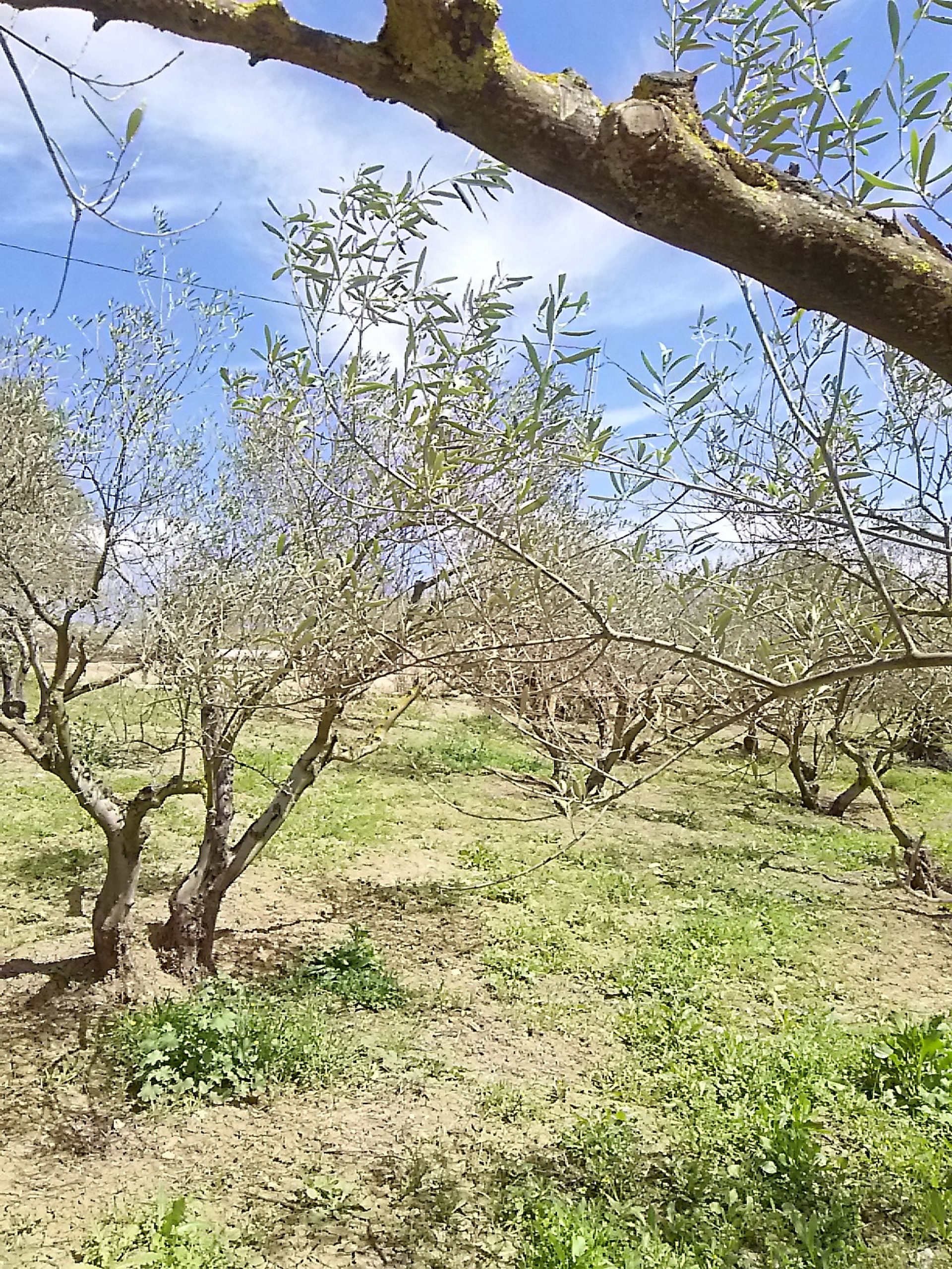 집 에 Coín, Andalucía 10781586