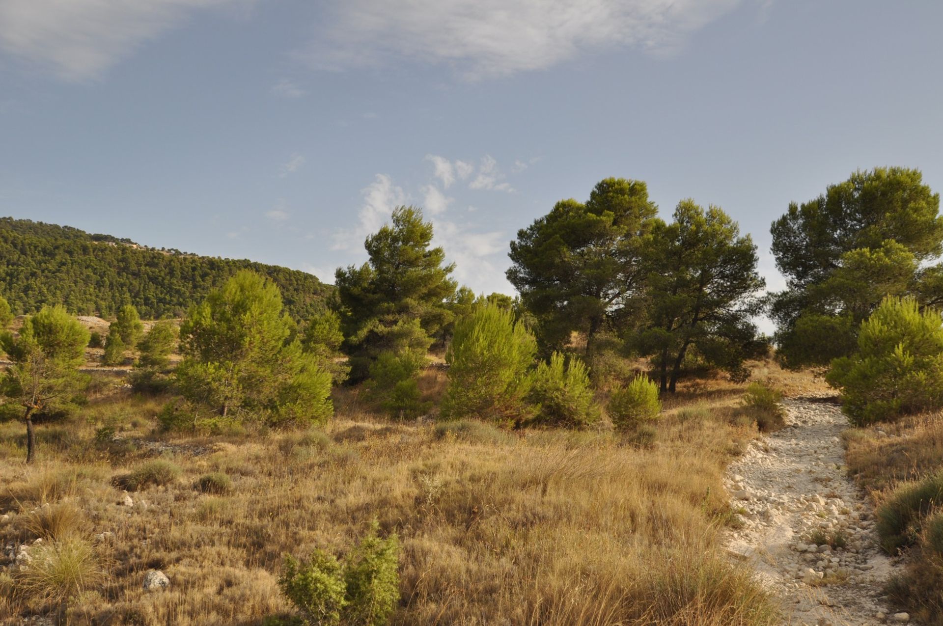 Land in Casas del Señor, Valencia 10781756