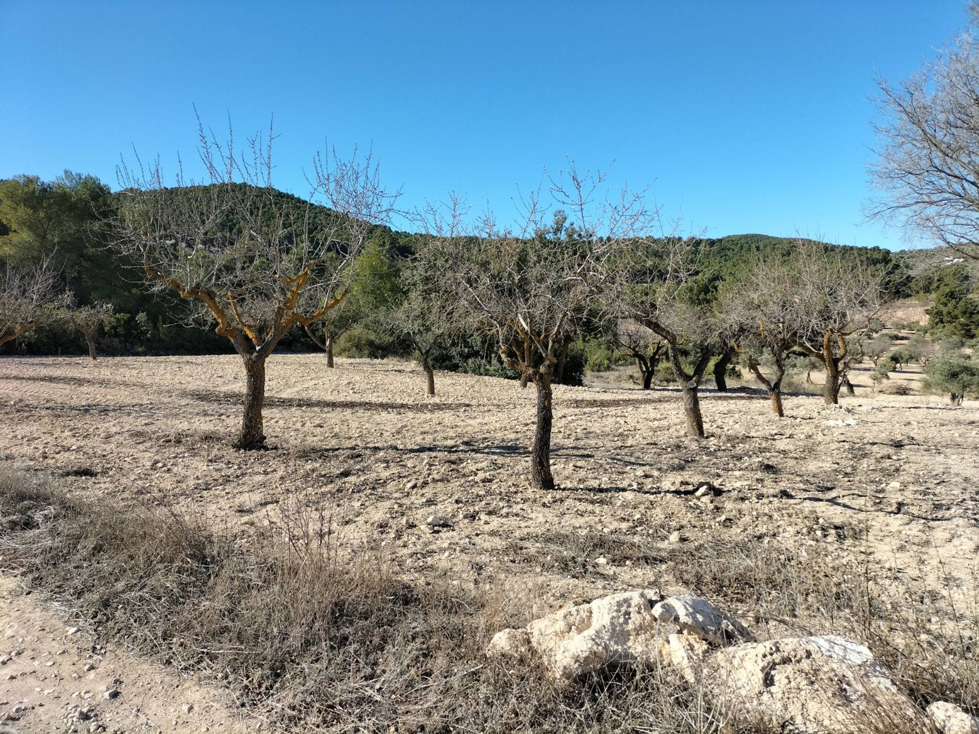 Hus i Villena, Comunidad Valenciana 10781759