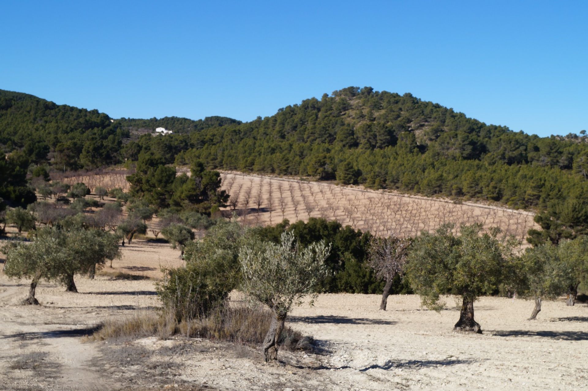 Hus i Villena, Comunidad Valenciana 10781759