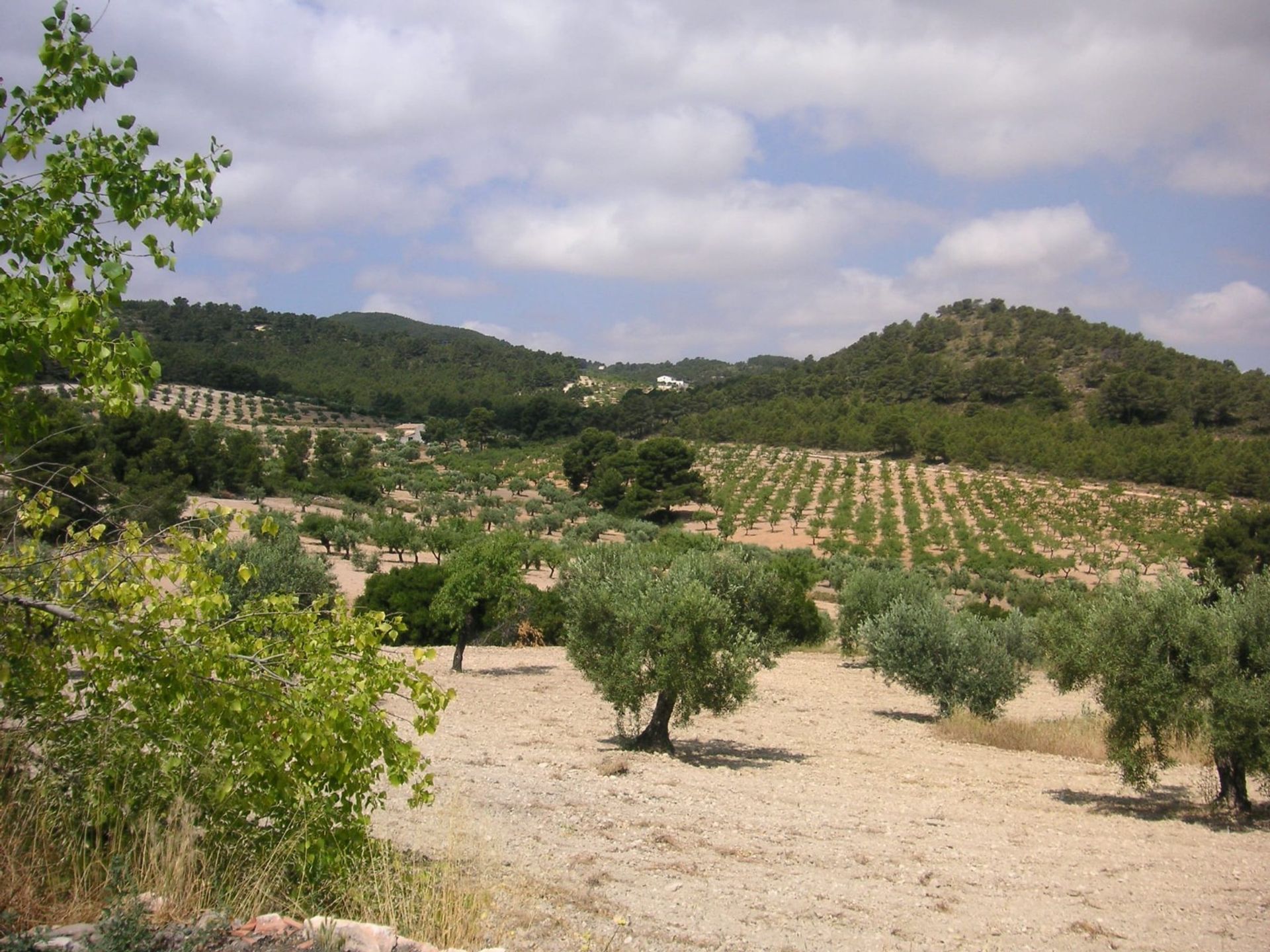 Hus i Villena, Comunidad Valenciana 10781759