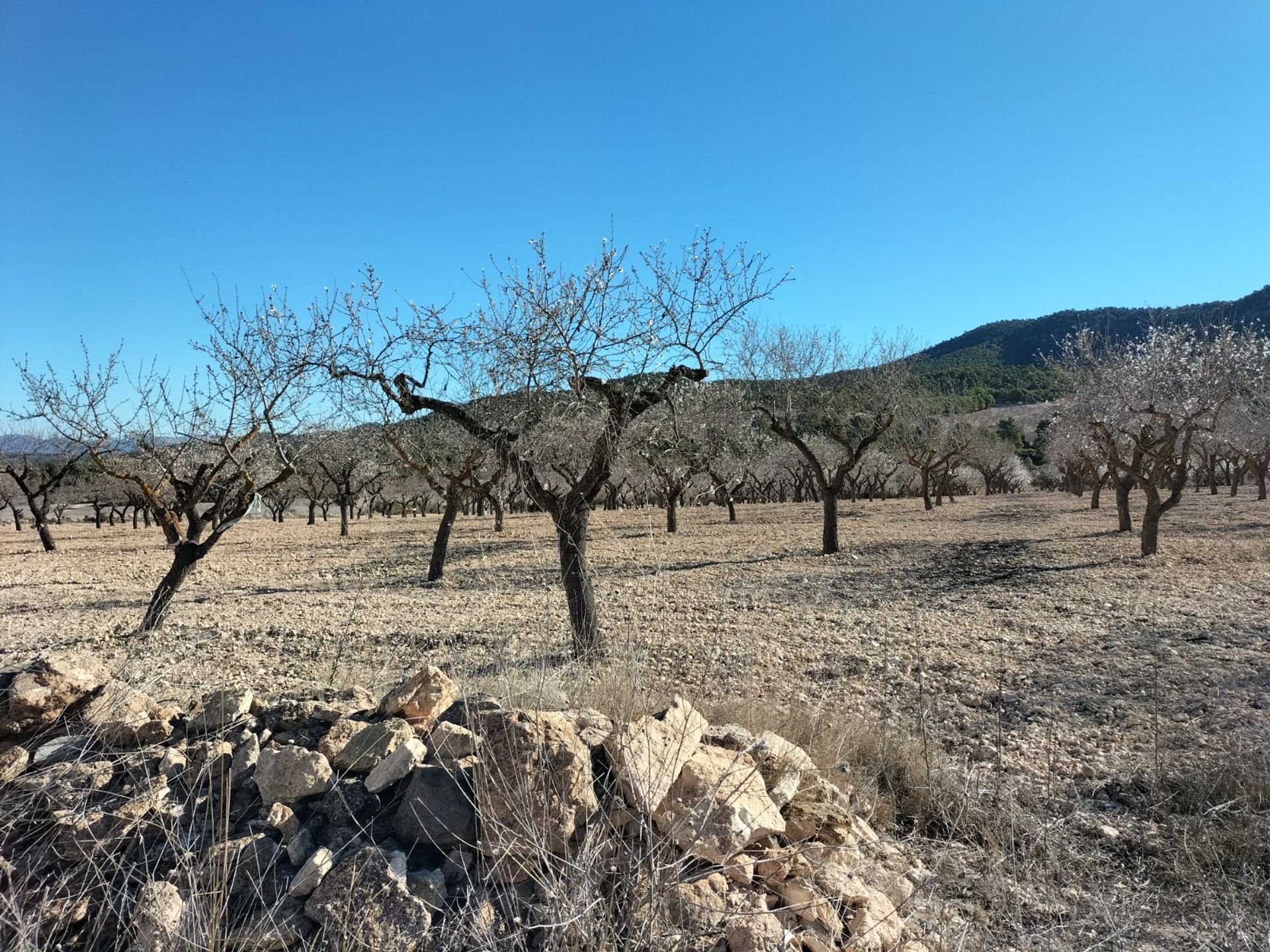 Hus i Villena, Comunidad Valenciana 10781759