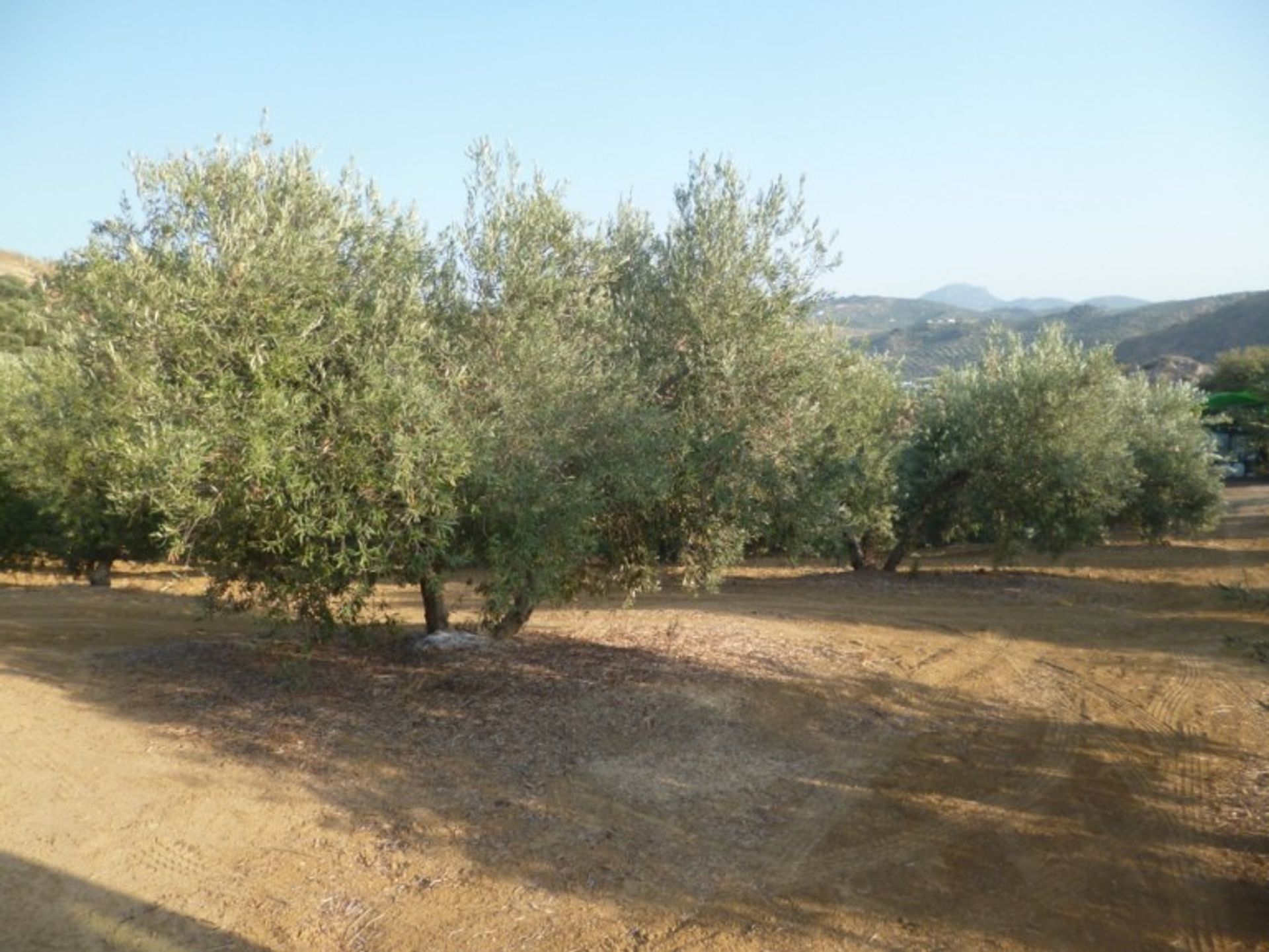 Land im Olvera, Andalusien 10785417