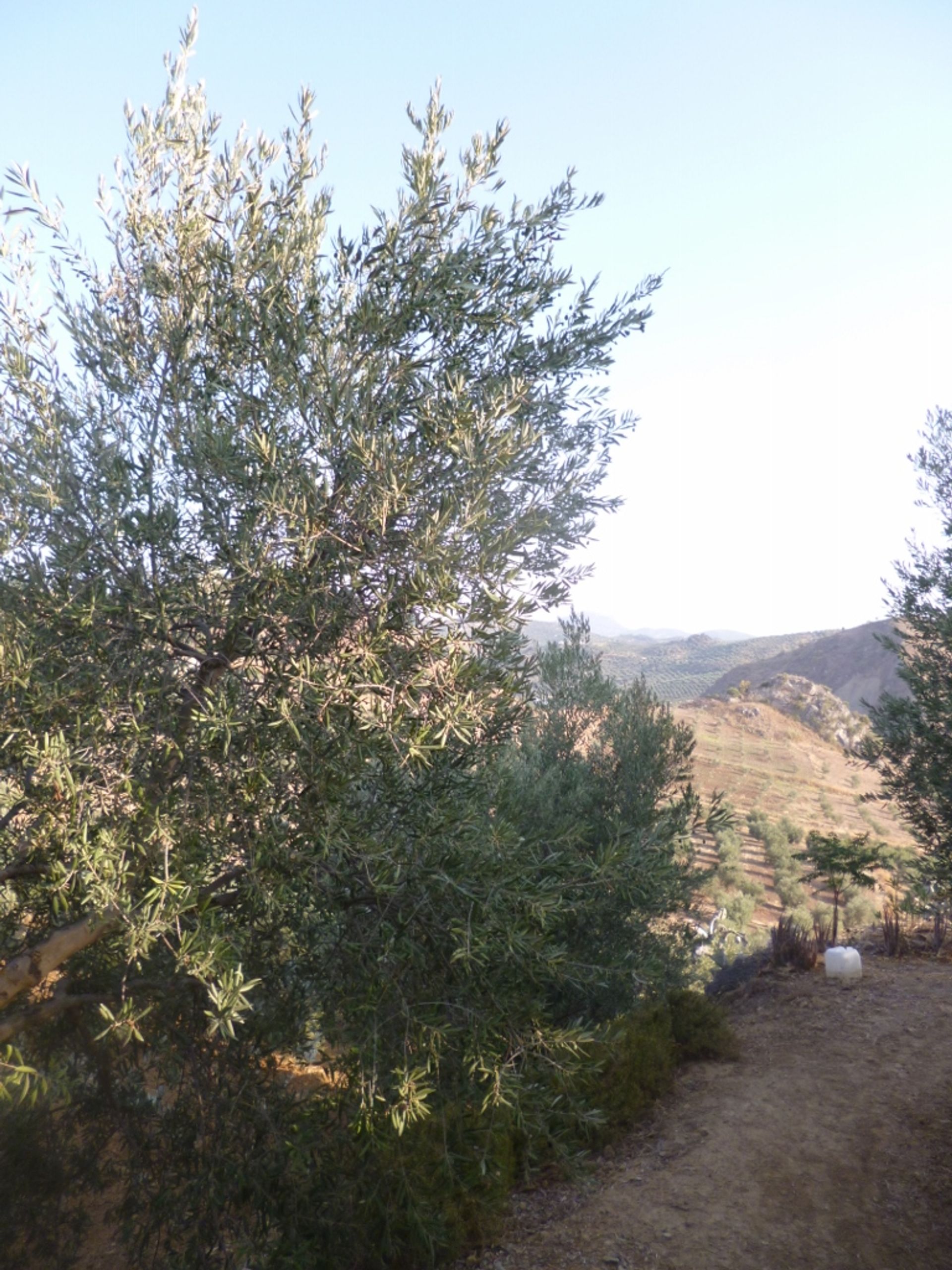 土地 在 Olvera, Andalusia 10785417