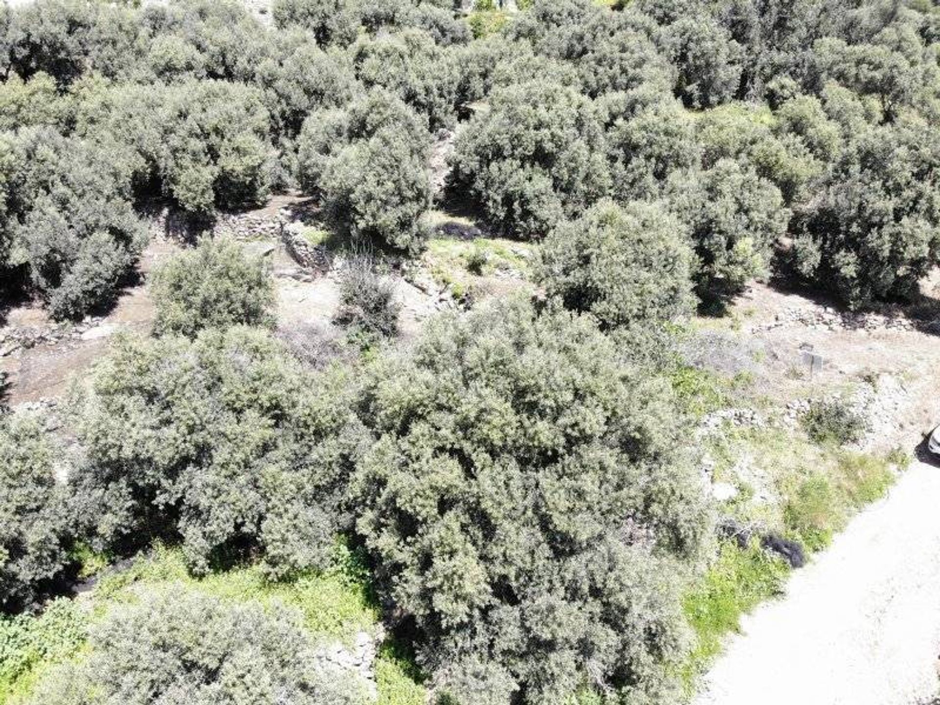 Land in Agios Antonios, Kriti 10785447