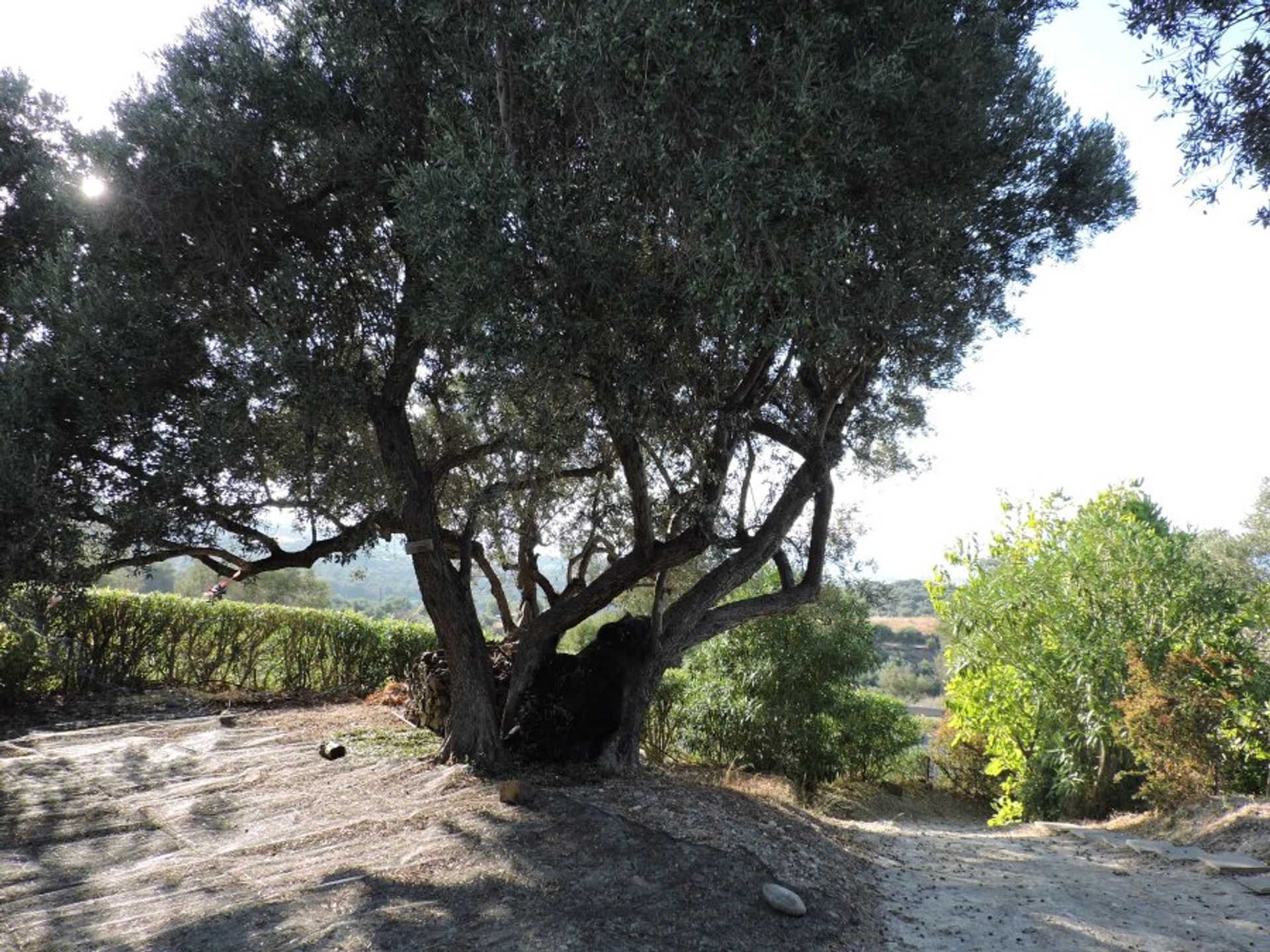 Casa nel Agios Antonios, Kriti 10785534