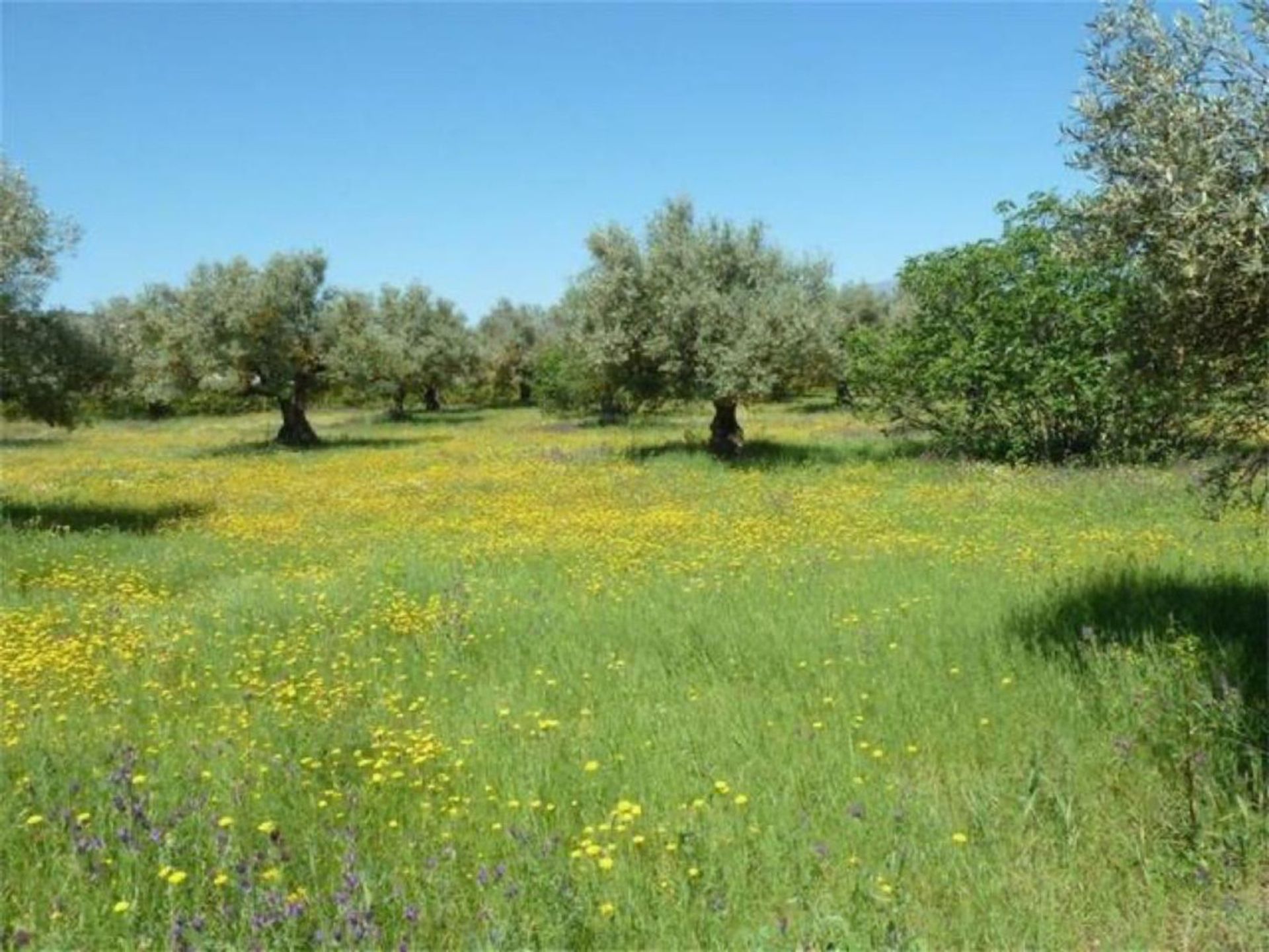 Hus i Coín, Andalucía 10785853