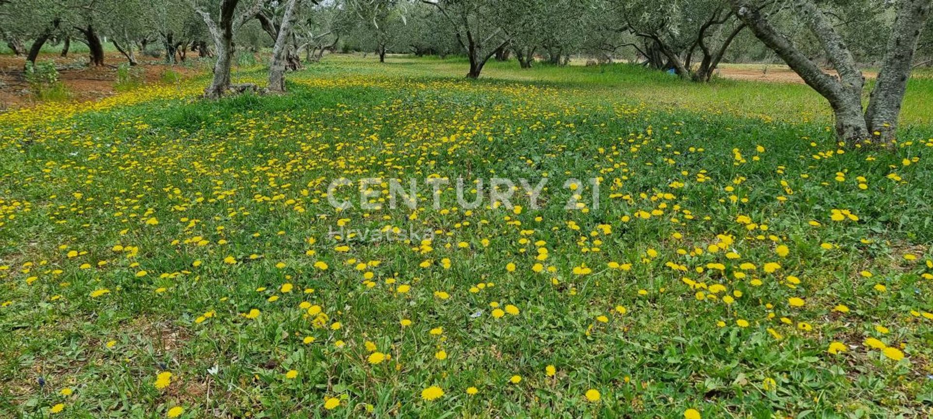 Land in Biograd na Moru, Zadar County 10789215