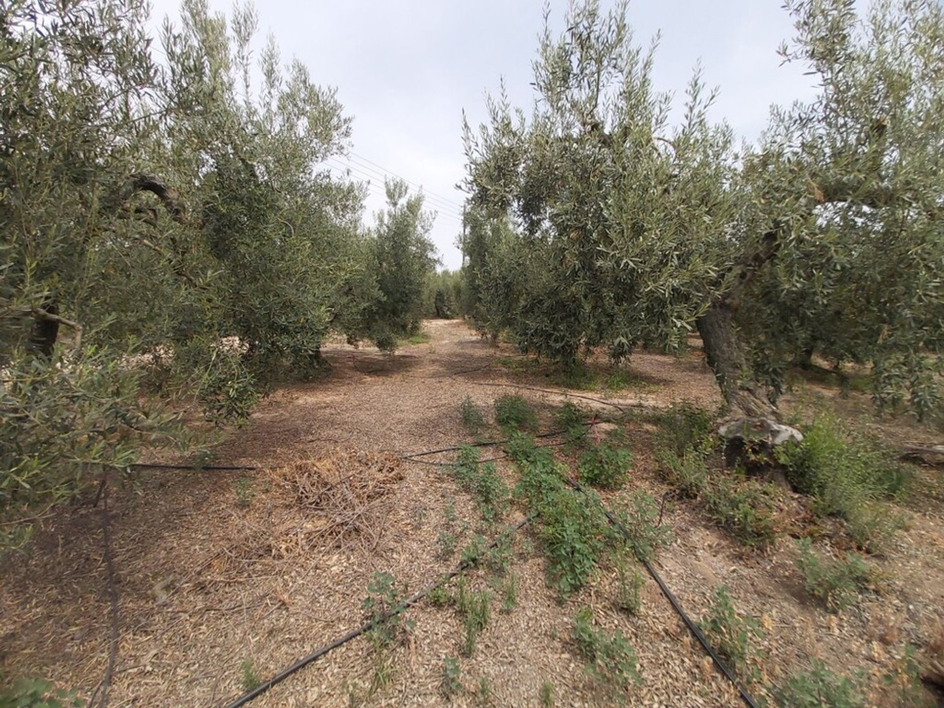 Terre dans Gérakini, Kentriki Macédoine 10794614