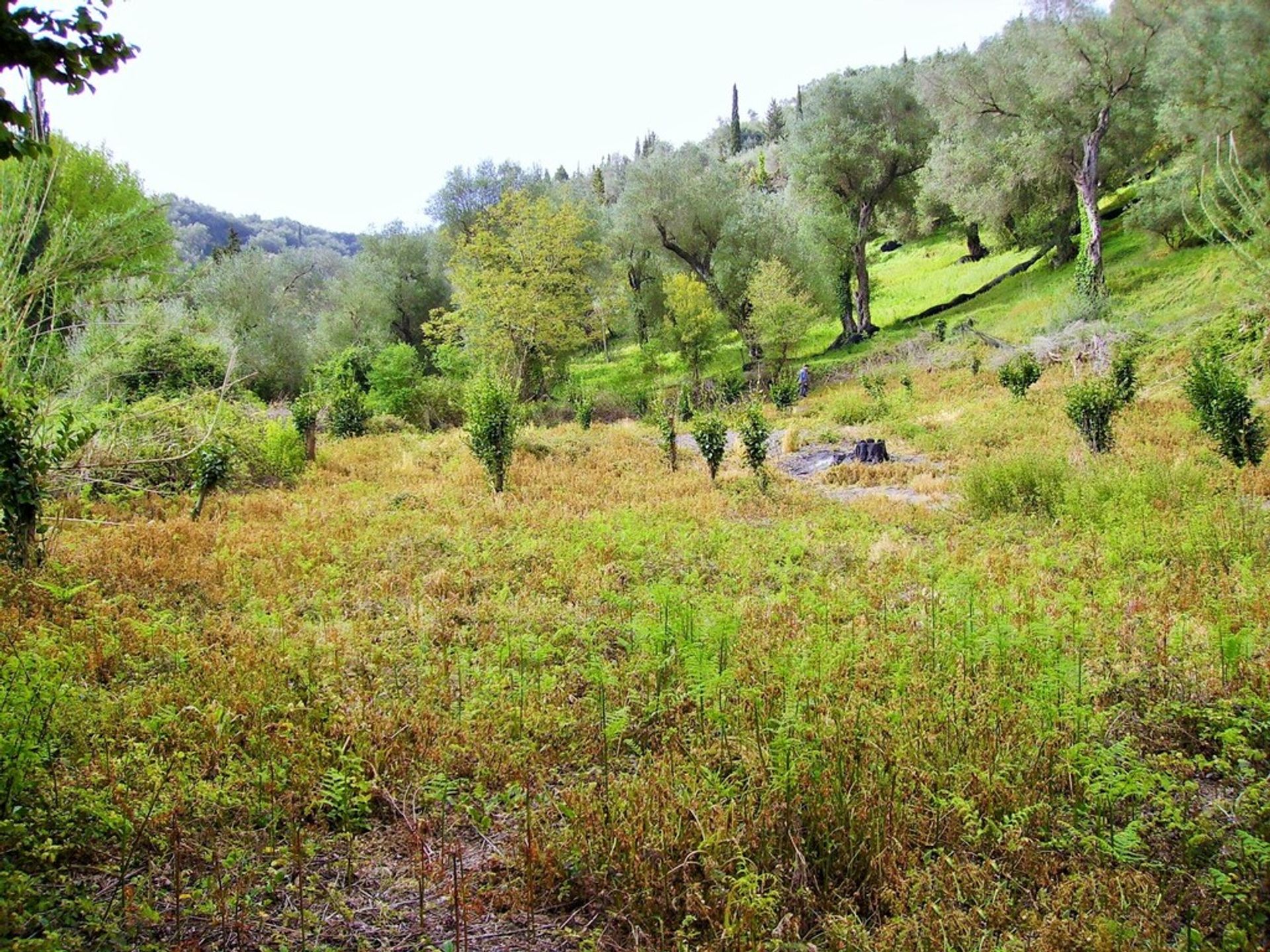 Tierra en Peroulades, Jonia Nisia 10795365