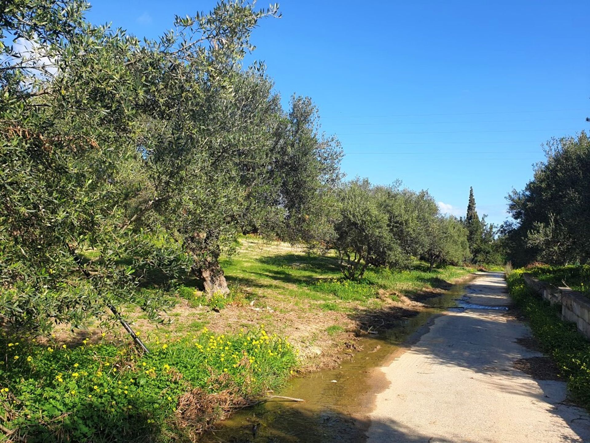 ארץ ב סרנטריס, קריטי 10795565