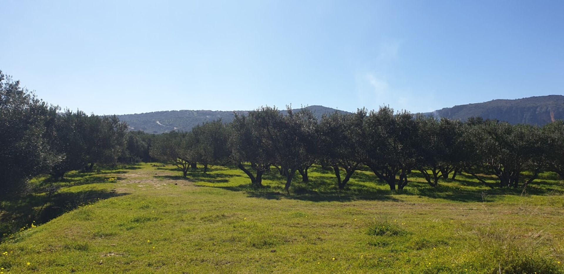 Land in Chersonissos, Kriti 10795595