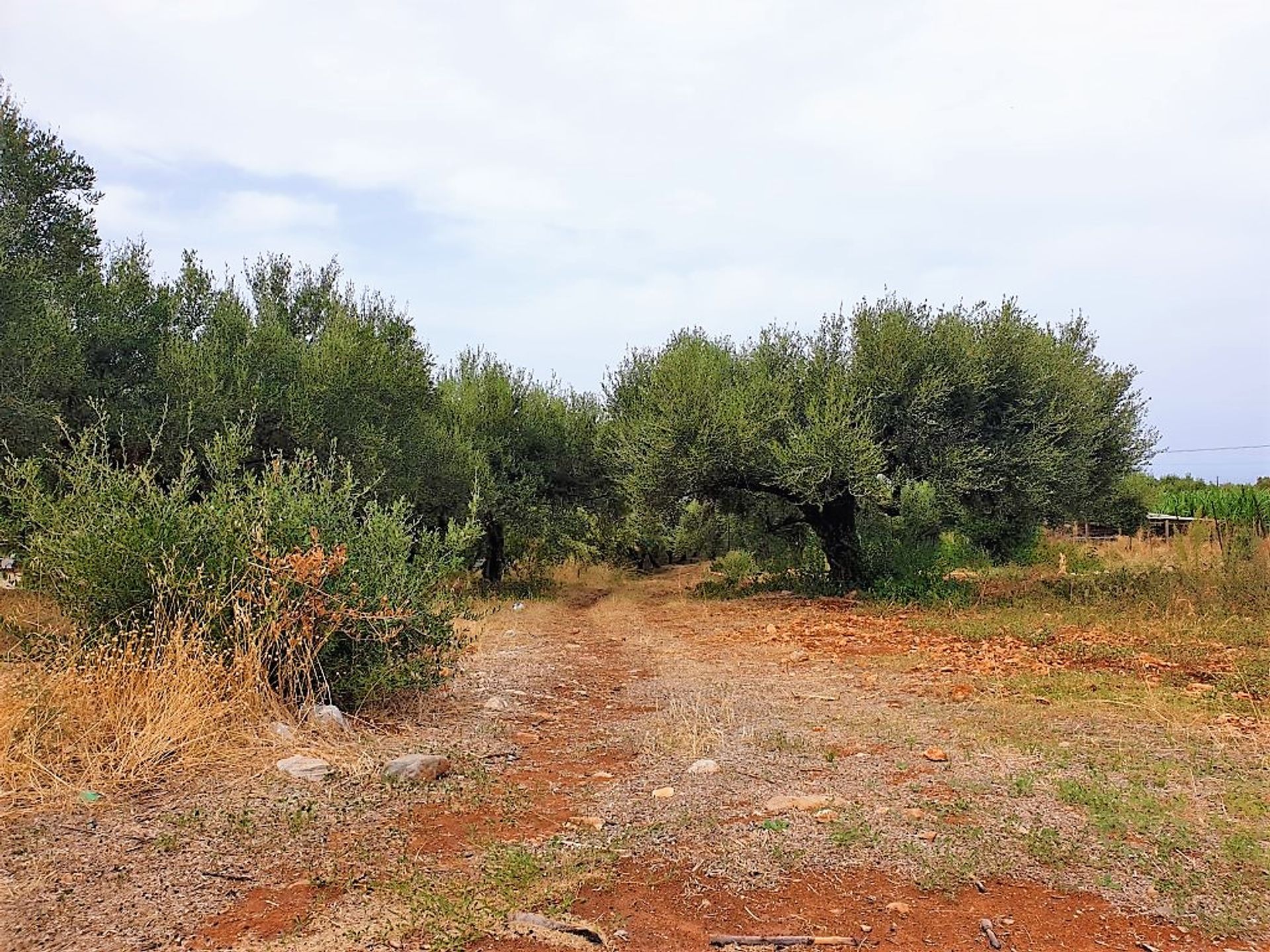 Land in Malia, Kriti 10795994