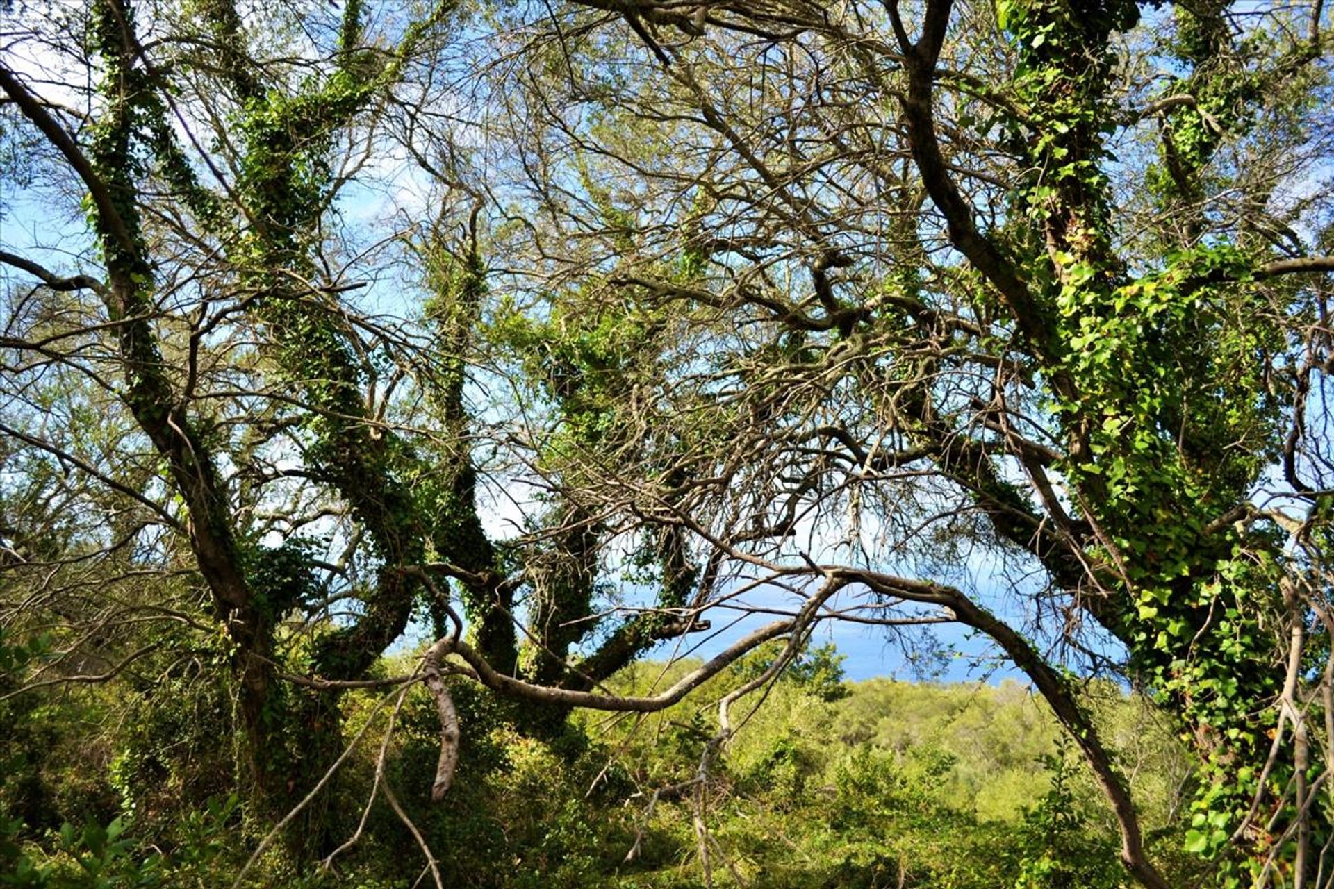 Tierra en Sinarades, Ionia Nisia 10796078