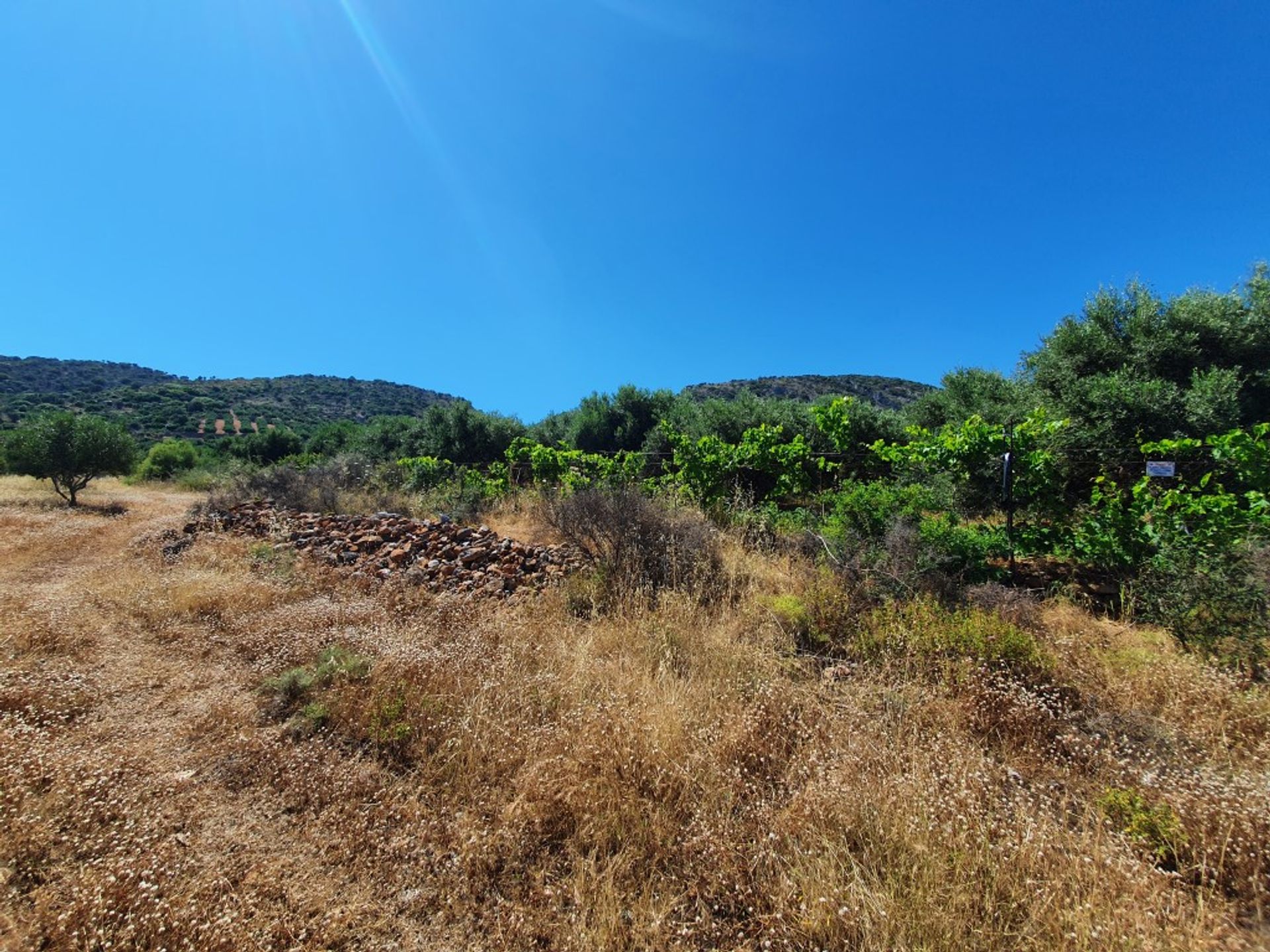 Tierra en Malia, criti 10796652