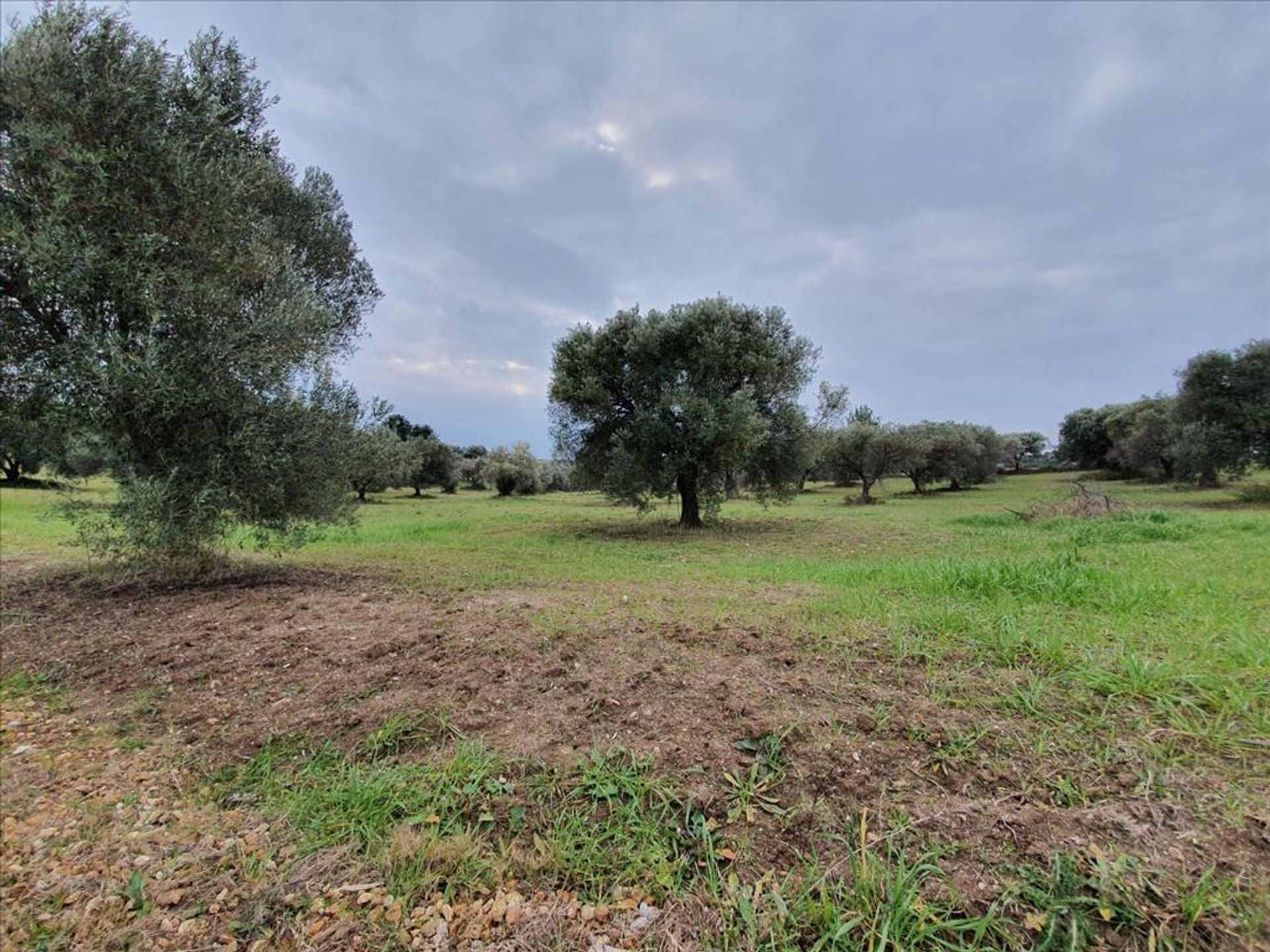 Land in Kassandreia, Kentriki Makedonia 10797281