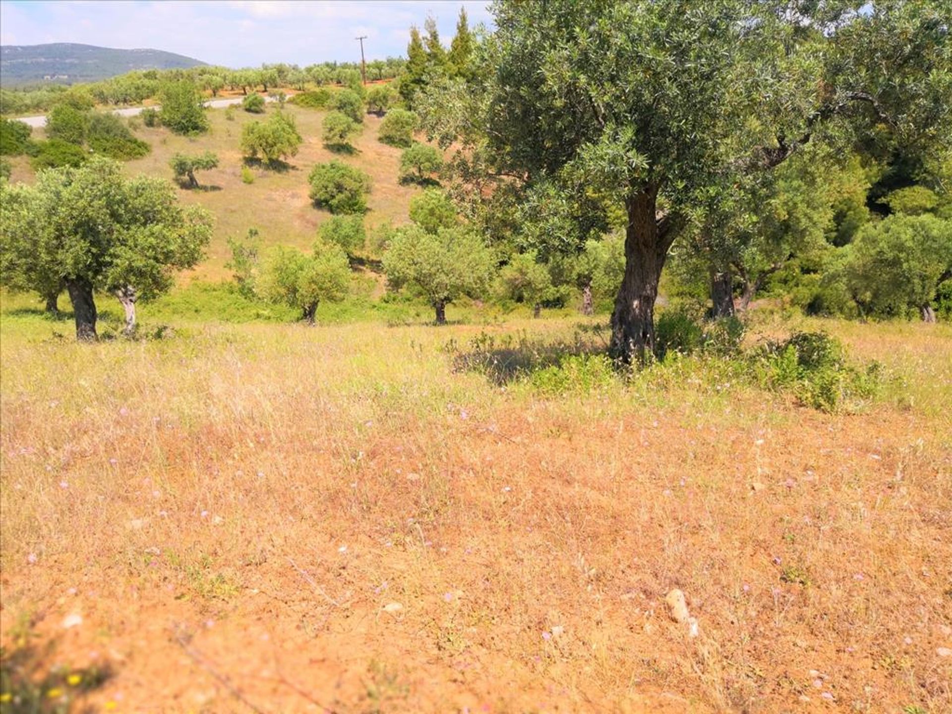 ארץ ב ניקיטי, קנטריקי מקדוניה 10797613