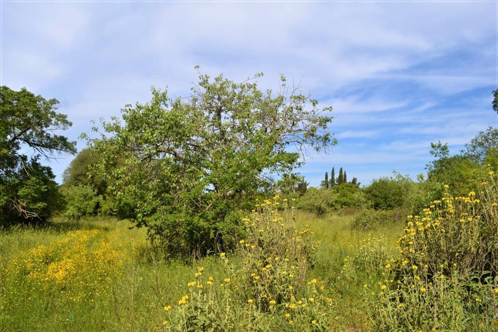 Tierra en Gazatika, Ionia Nisia 10798341