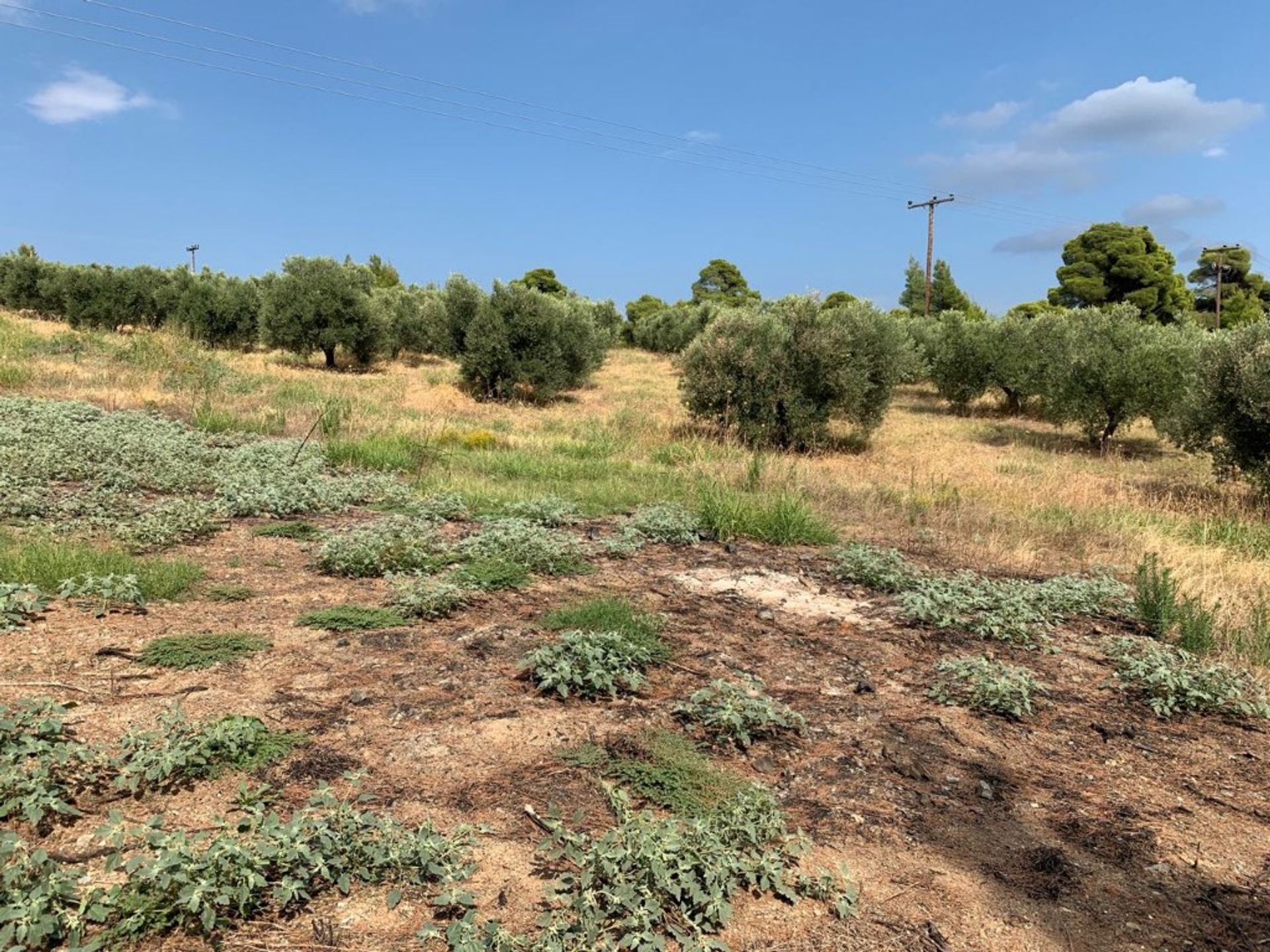 Terre dans Métamorphoses, Kentriki Macédoine 10798862