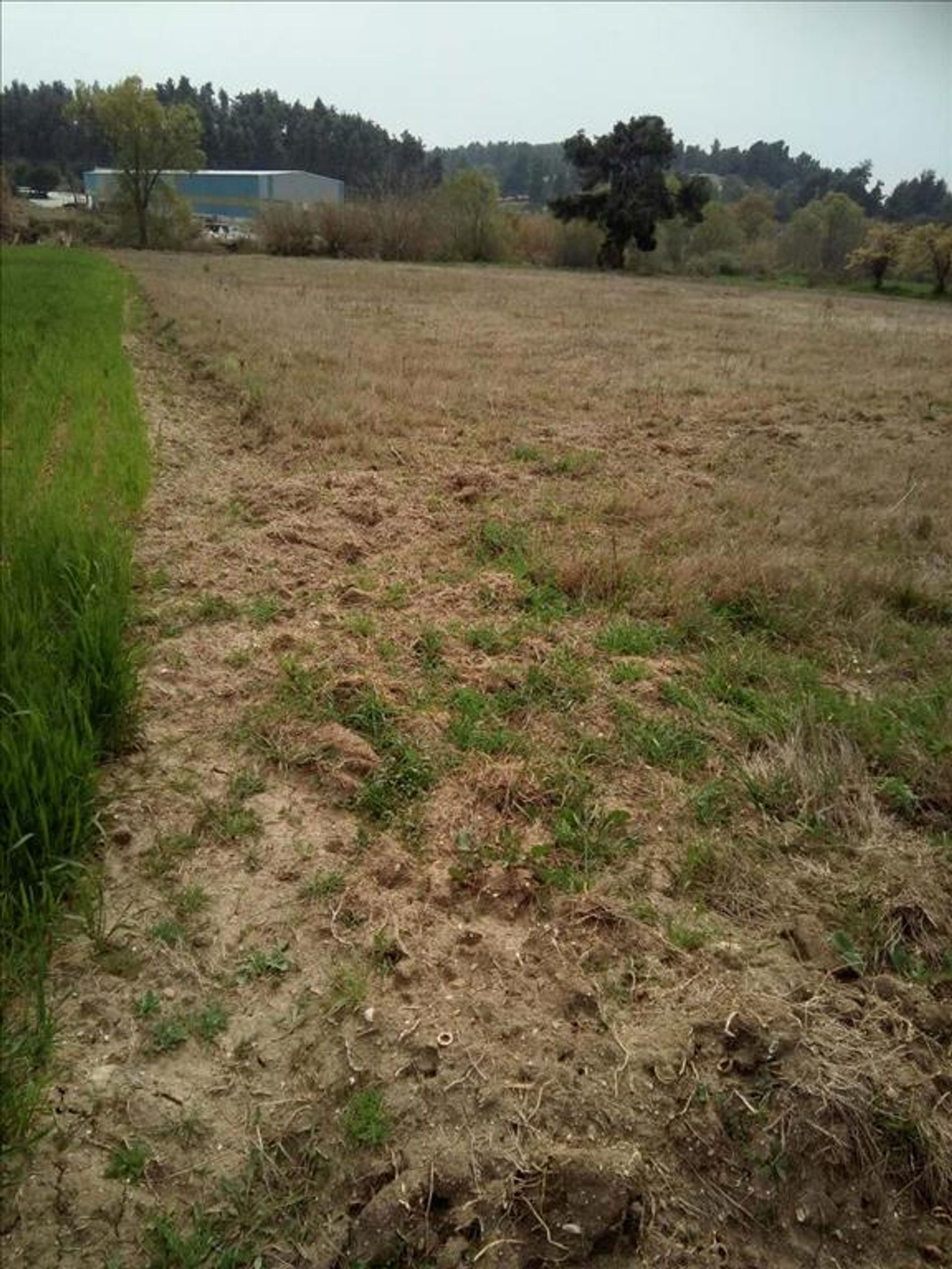 Land in Kassandreia, Kentriki Makedonia 10799030