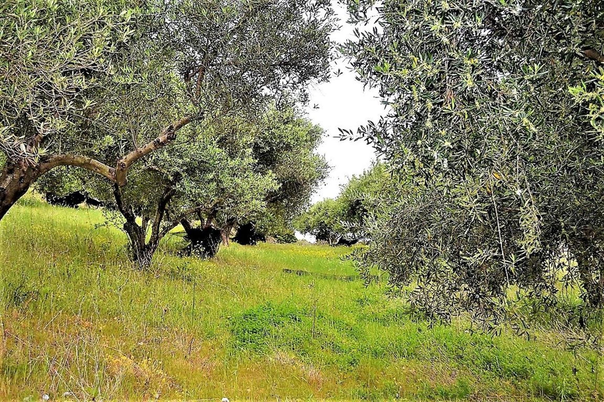 Land i Agios Stefanos,  10799644