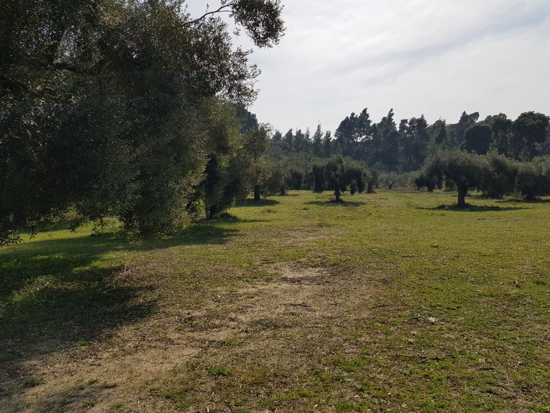 Land in Kassandreia, Kentriki Makedonia 10800190