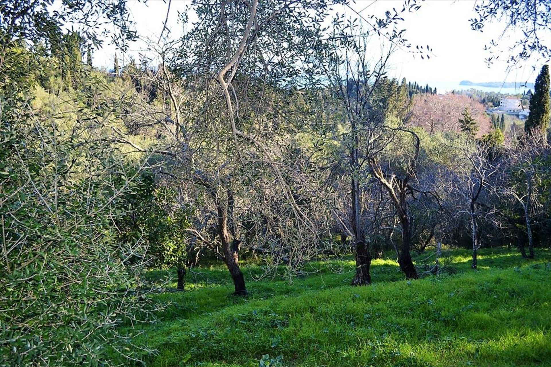 Tierra en Evropouloi, Ionia Nisia 10800311