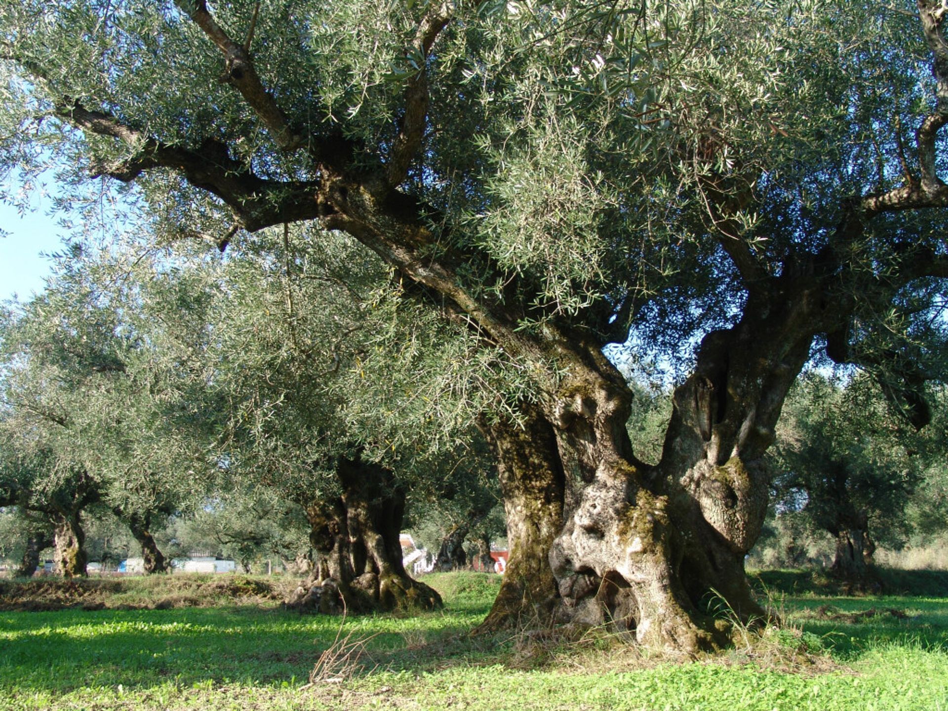 土地 在 Agios Kirykos, Ionia Nisia 10800431