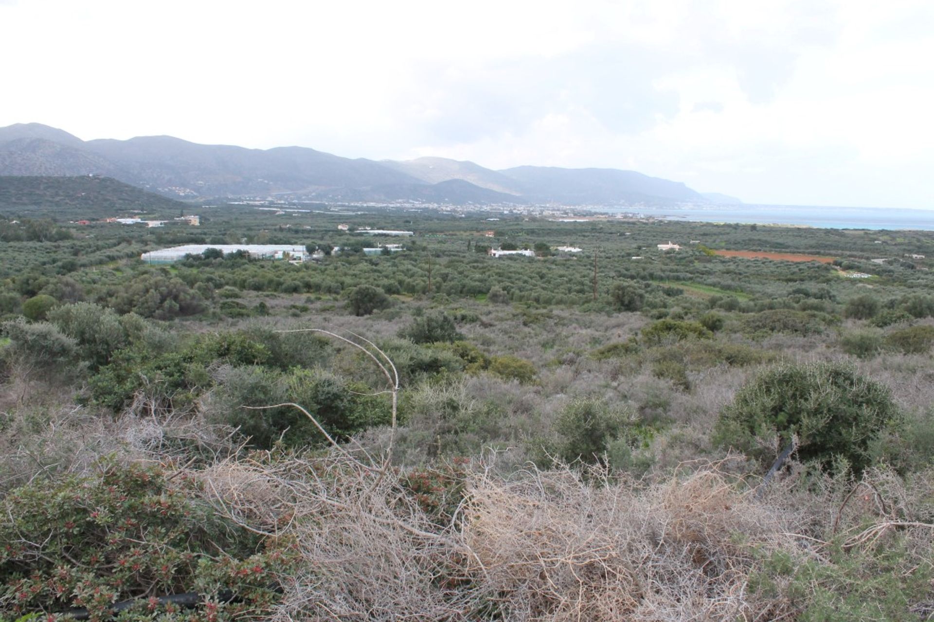 Land in Malia, Kriti 10800887