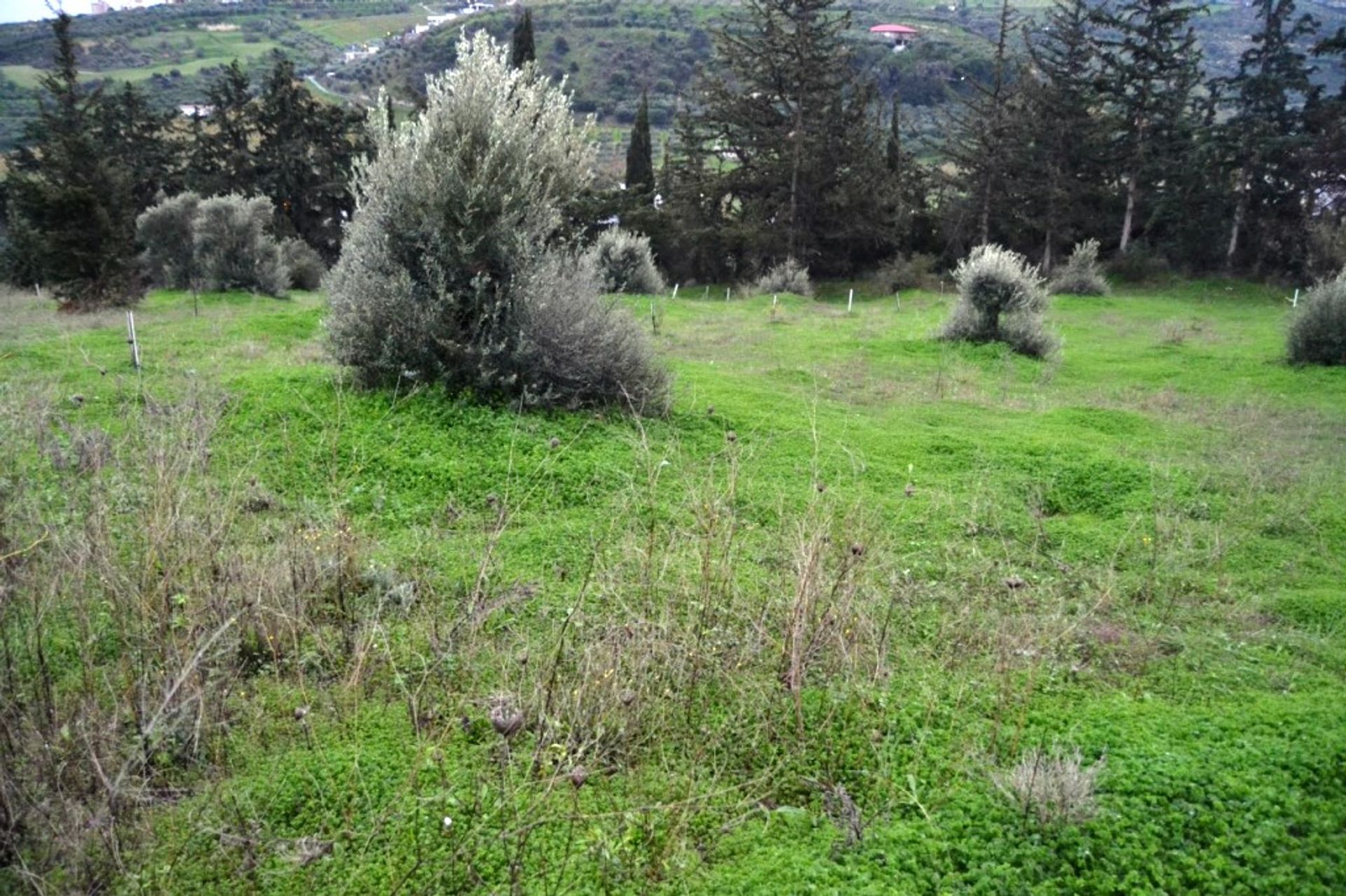 Γη σε Αθανάτοι, Κρήτης 10801039