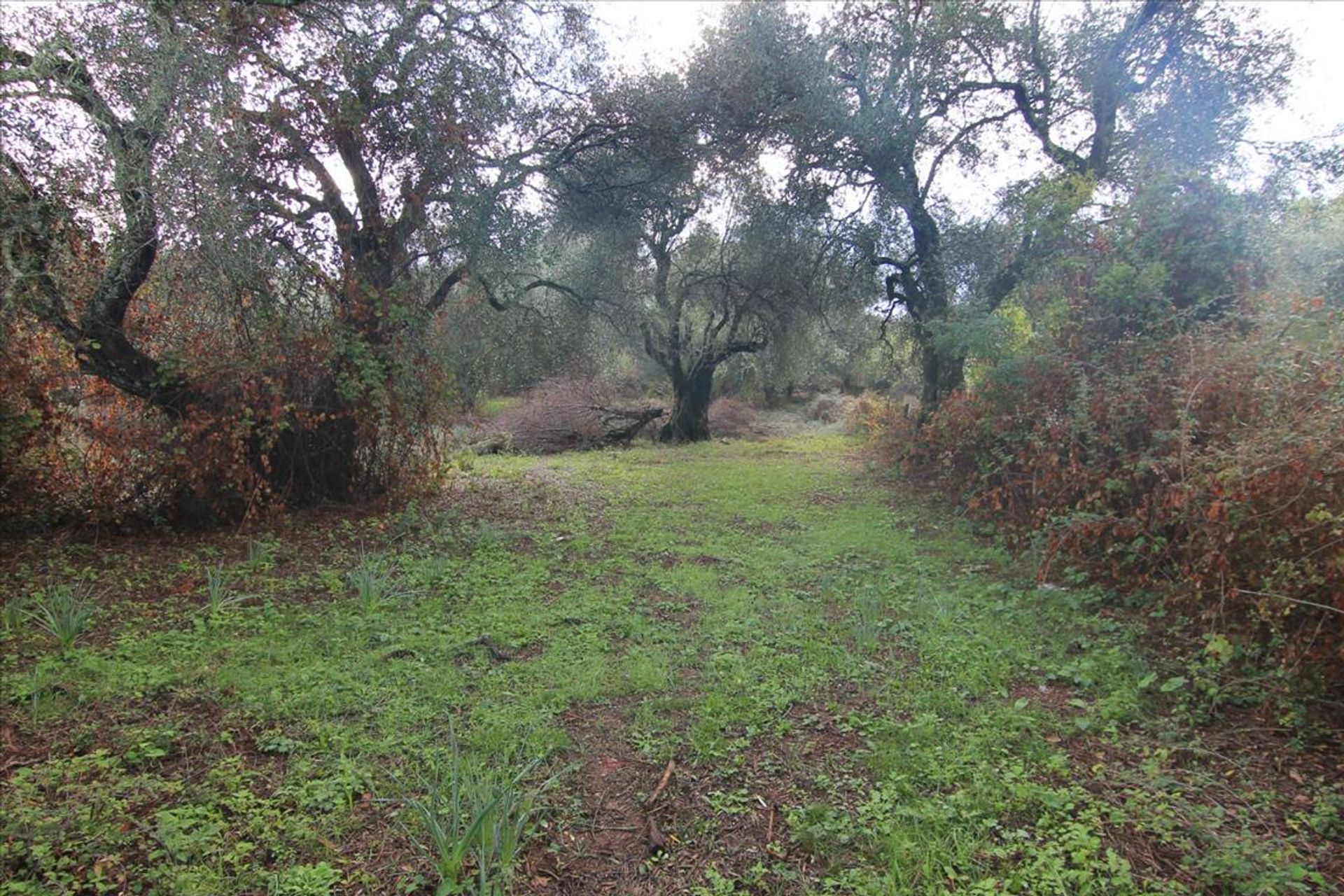 Land i Kassiopi, Ionia Nisia 10801263