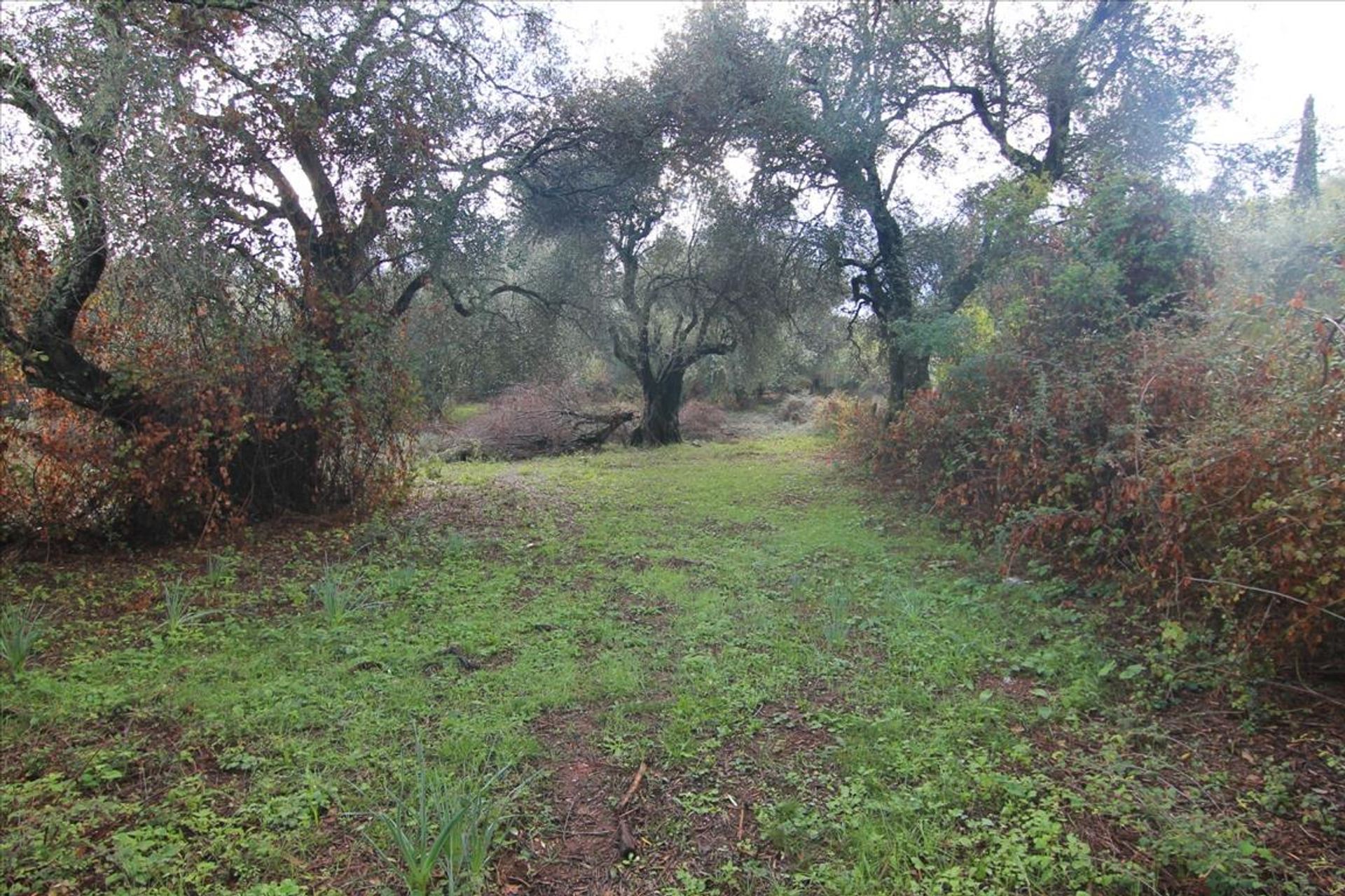 Land i Kassiopi, Ionia Nisia 10801264