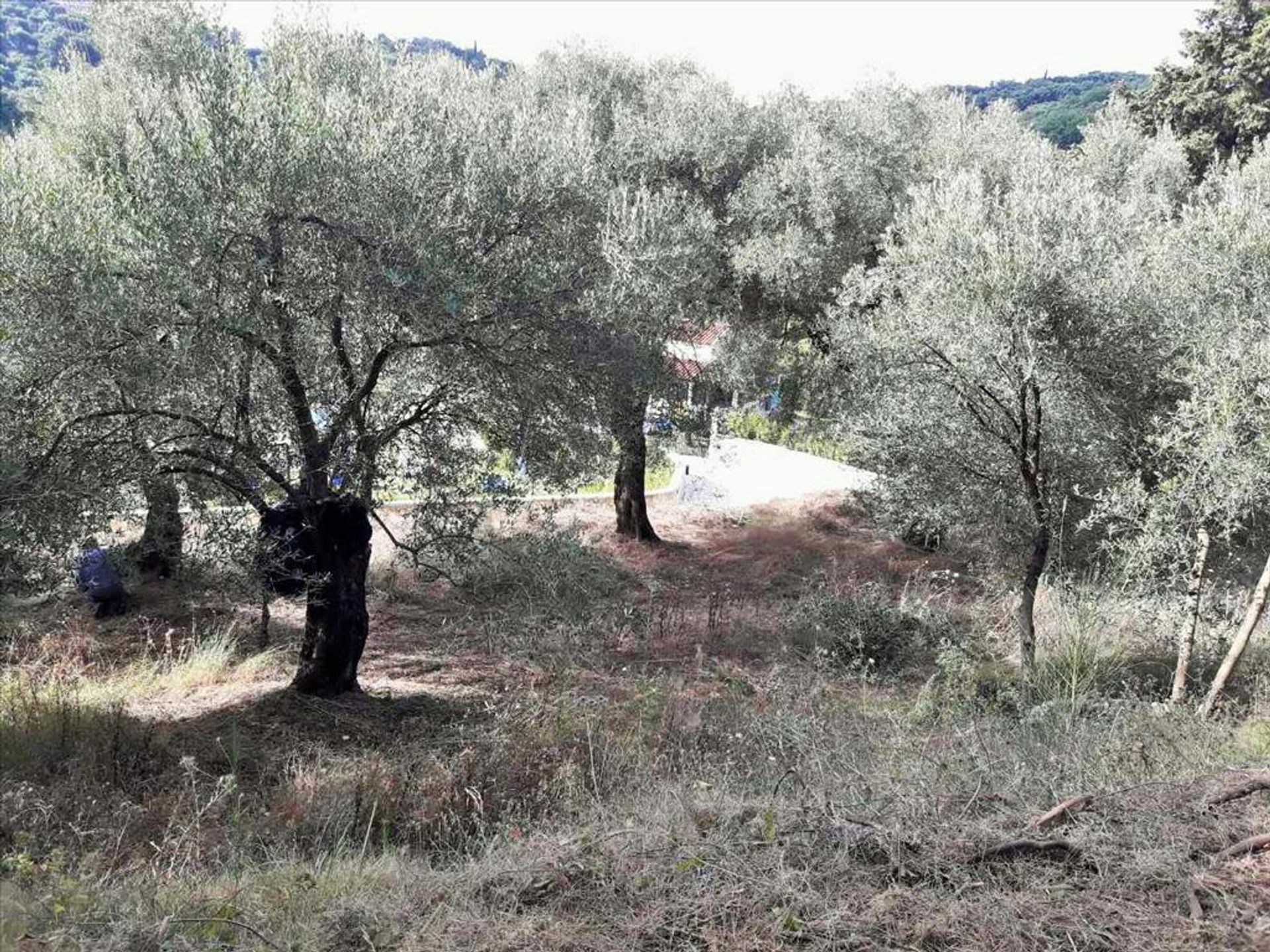 ארץ ב סידרי, יוניה ניסיה 10801409