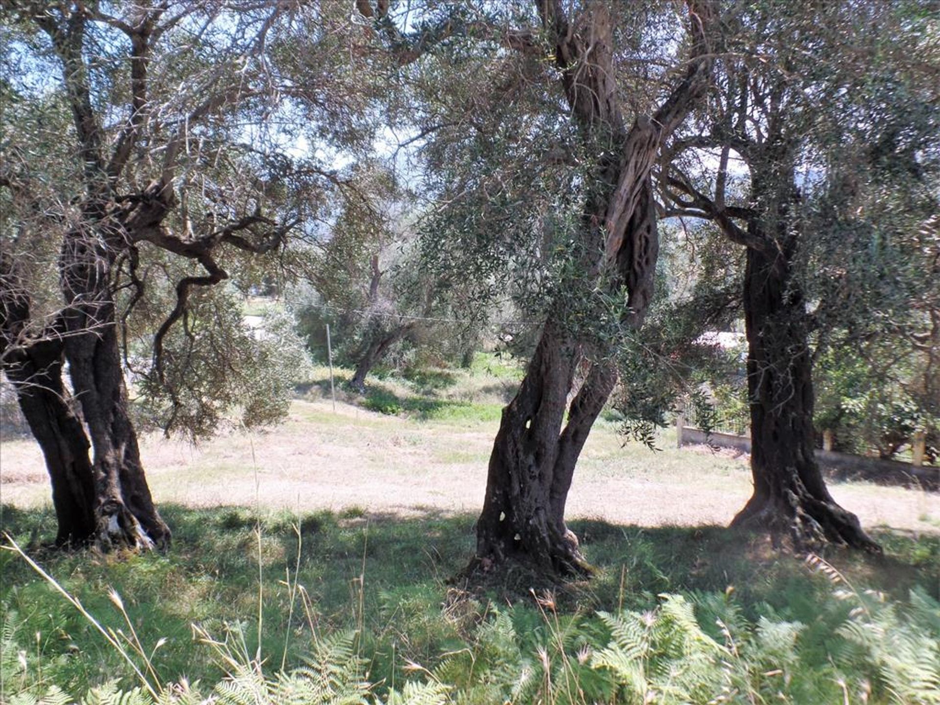 Terre dans Alepou, Ionia Nisia 10801849