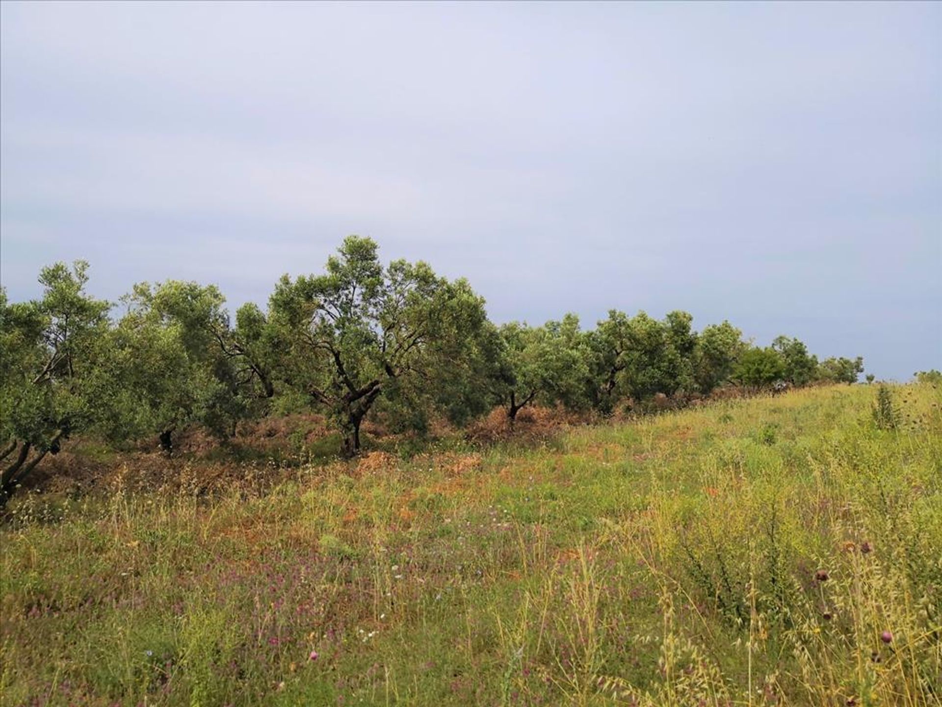 Tierra en Metamorfosis, Kentriki Macedonia 10802163