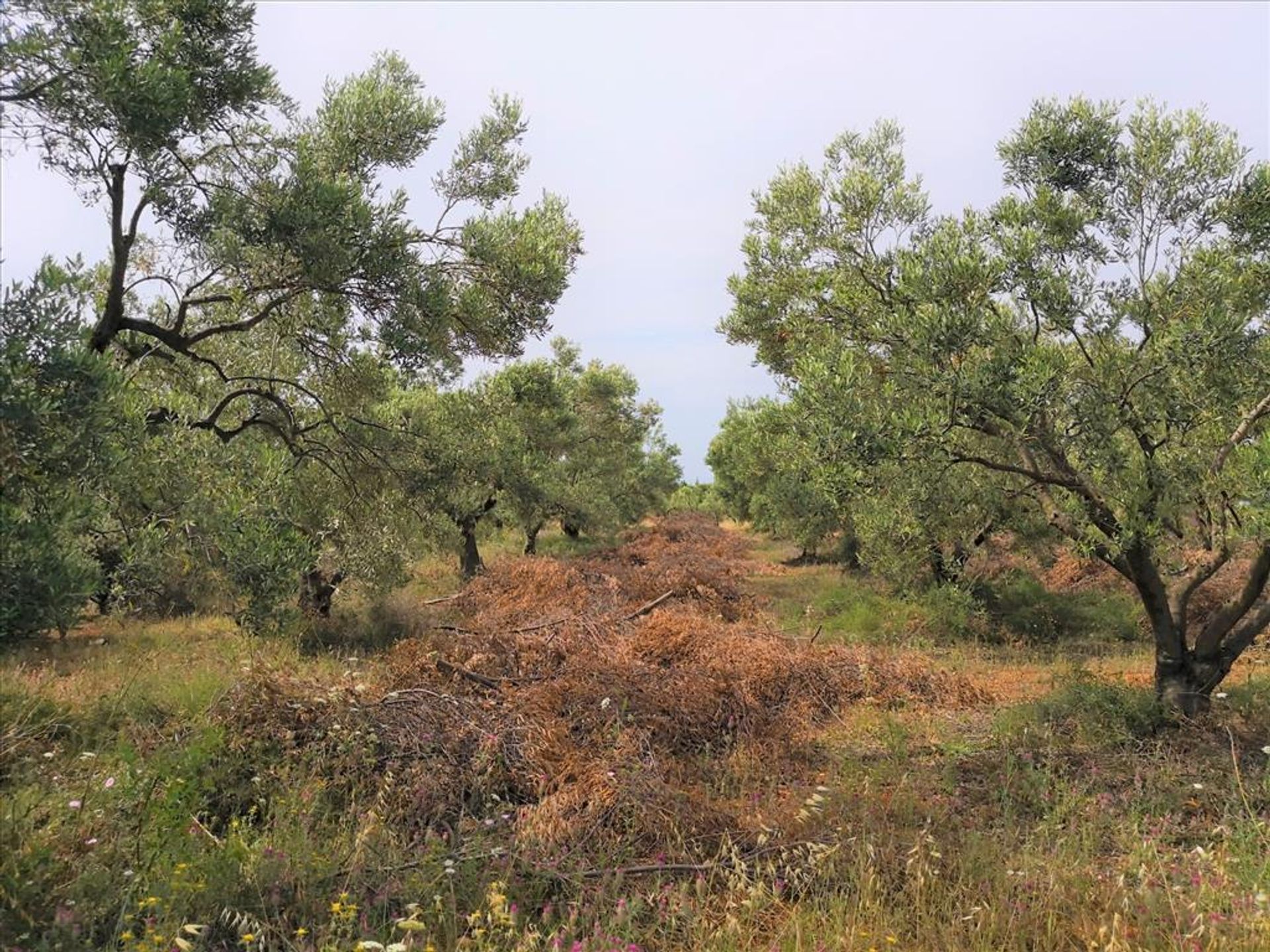 Terre dans Métamorphoses, Kentriki Macédoine 10802163