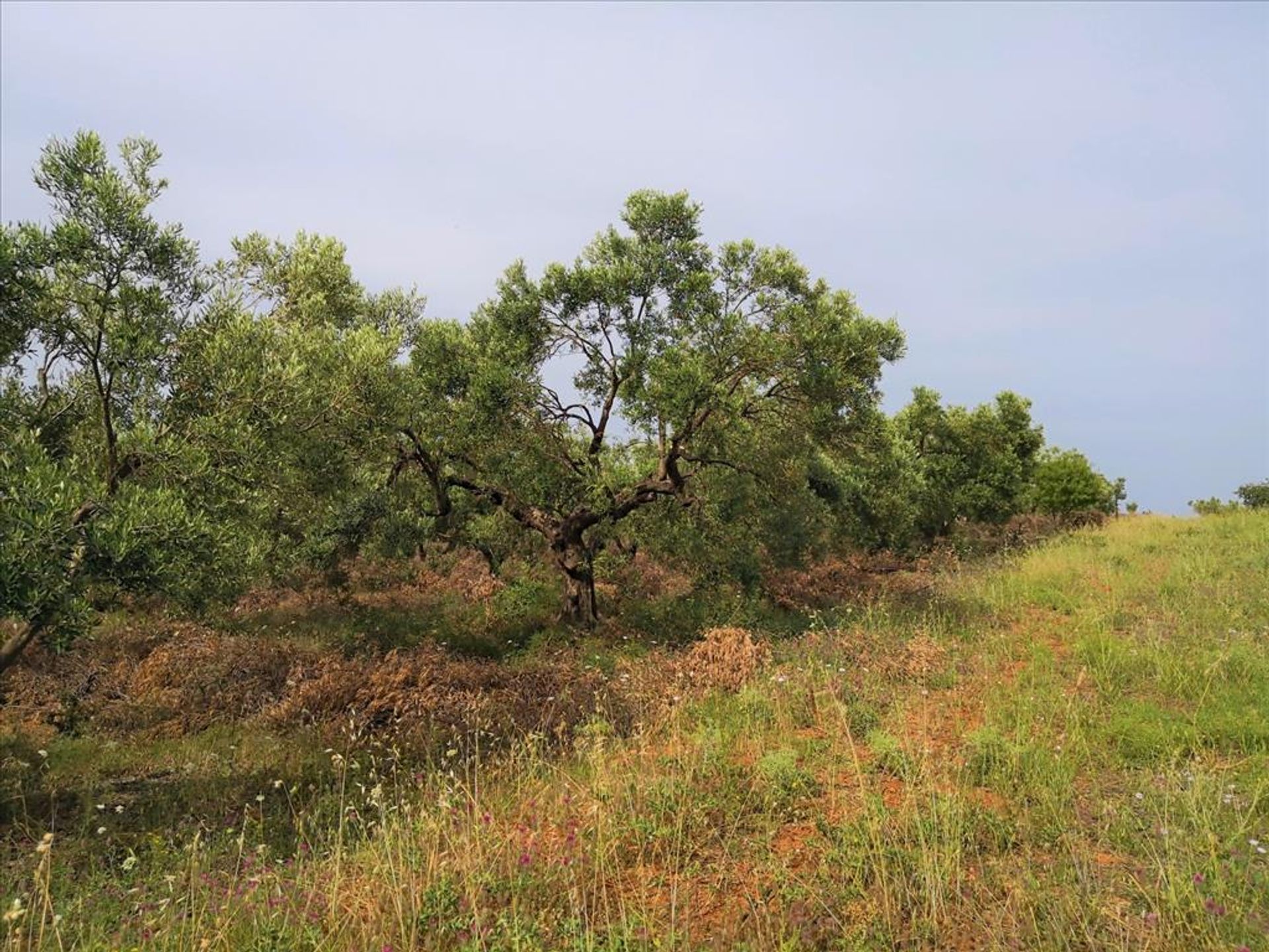 Terre dans Métamorphoses, Kentriki Macédoine 10802163