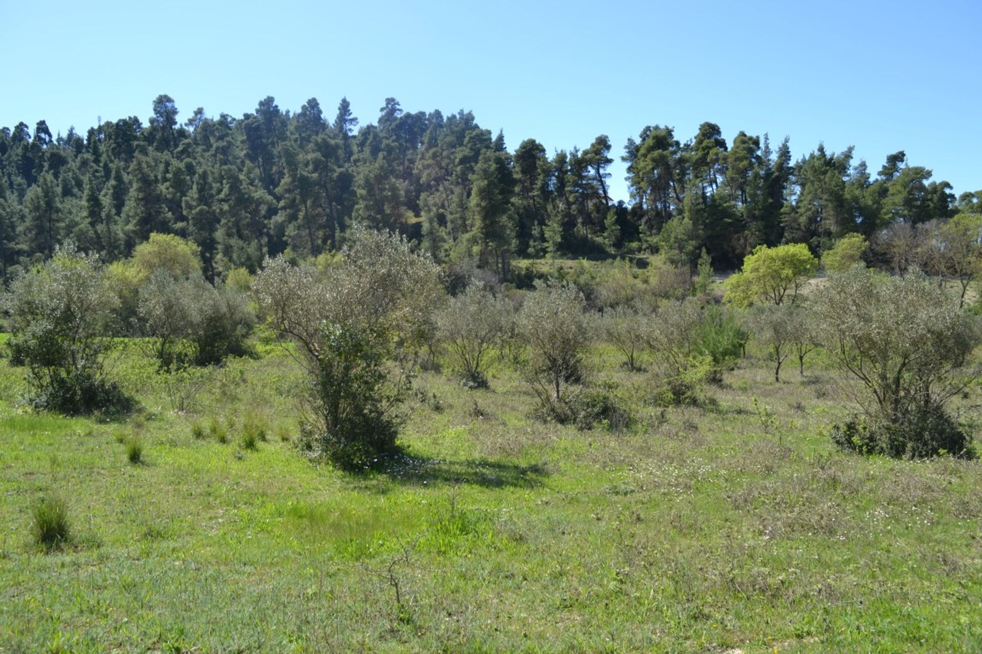 Tierra en Kassandreia, Kentriki Macedonia 10802471