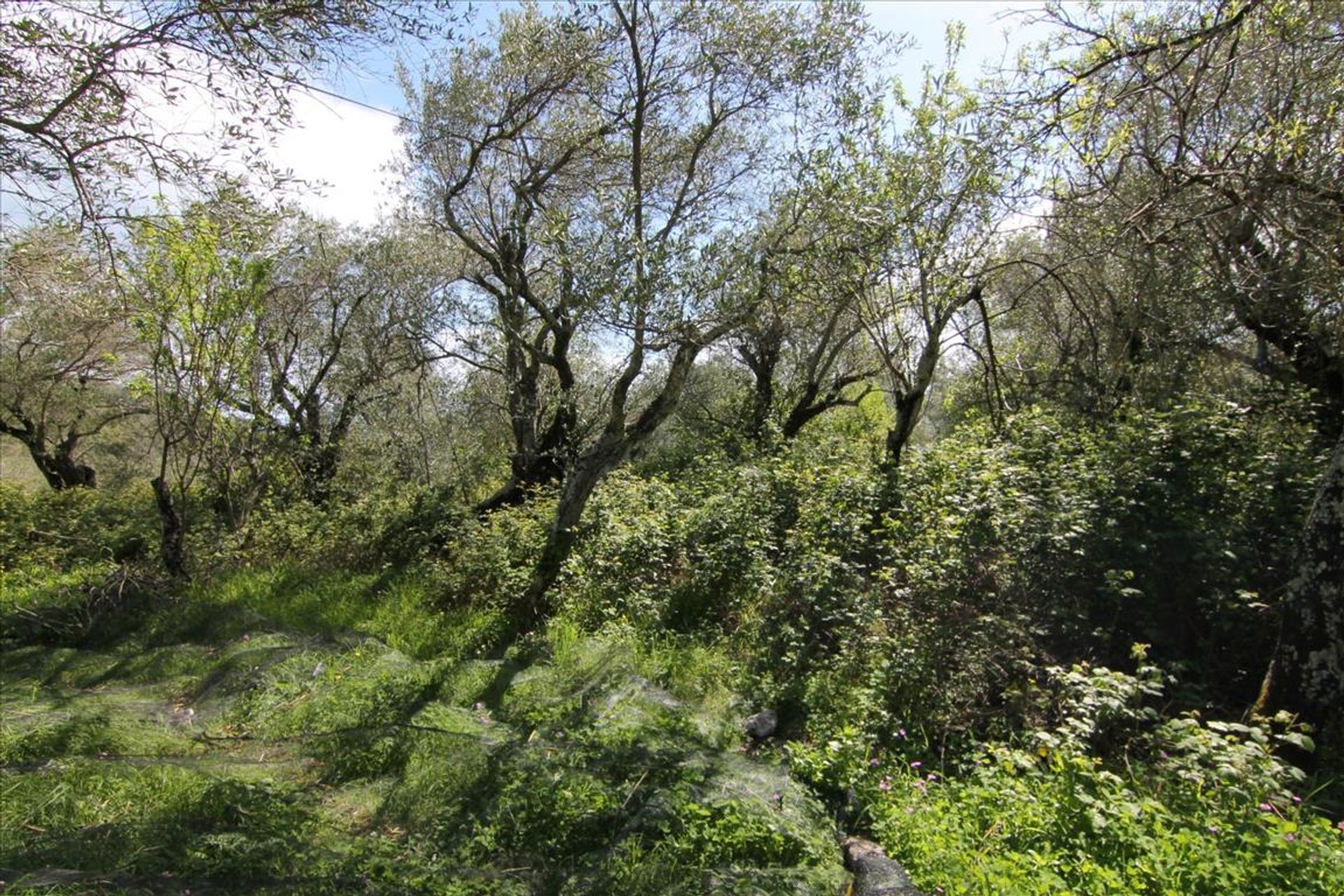 Terre dans Agios Markos, Ionia Nisia 10802490