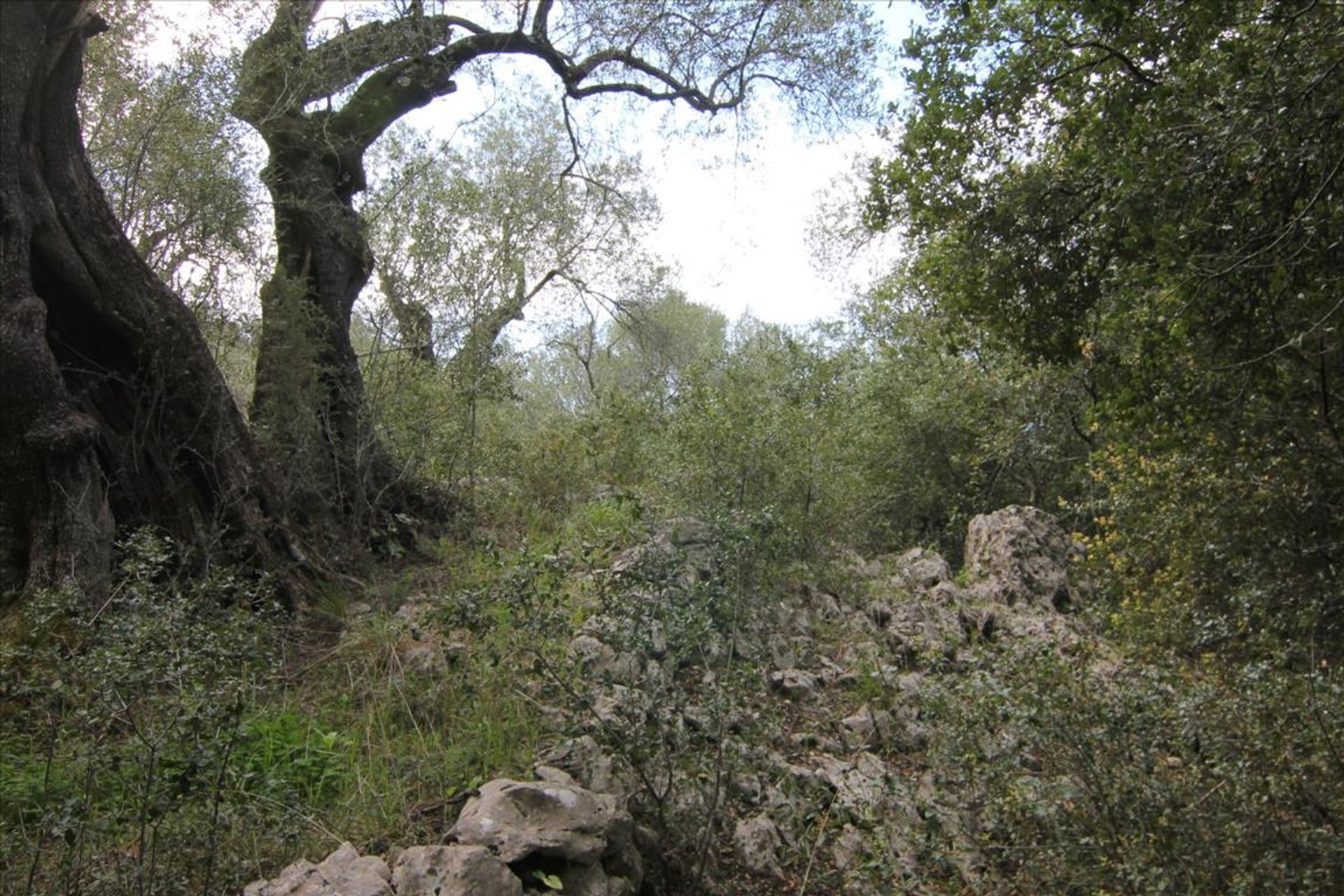 Tanah di Ypsos, Ionia Nisia 10802493