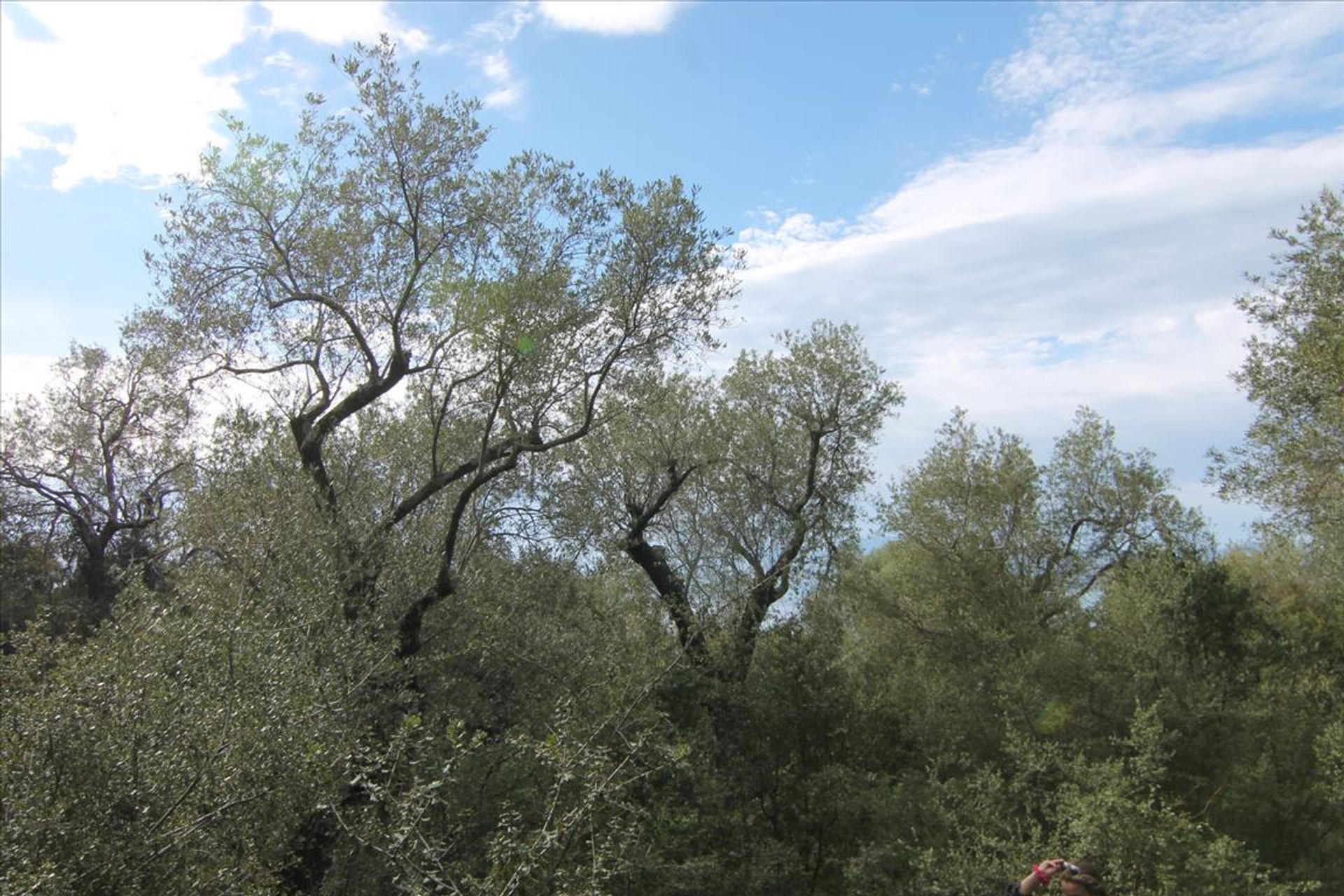 Земельные участки в Ypsos, Ionia Nisia 10802493