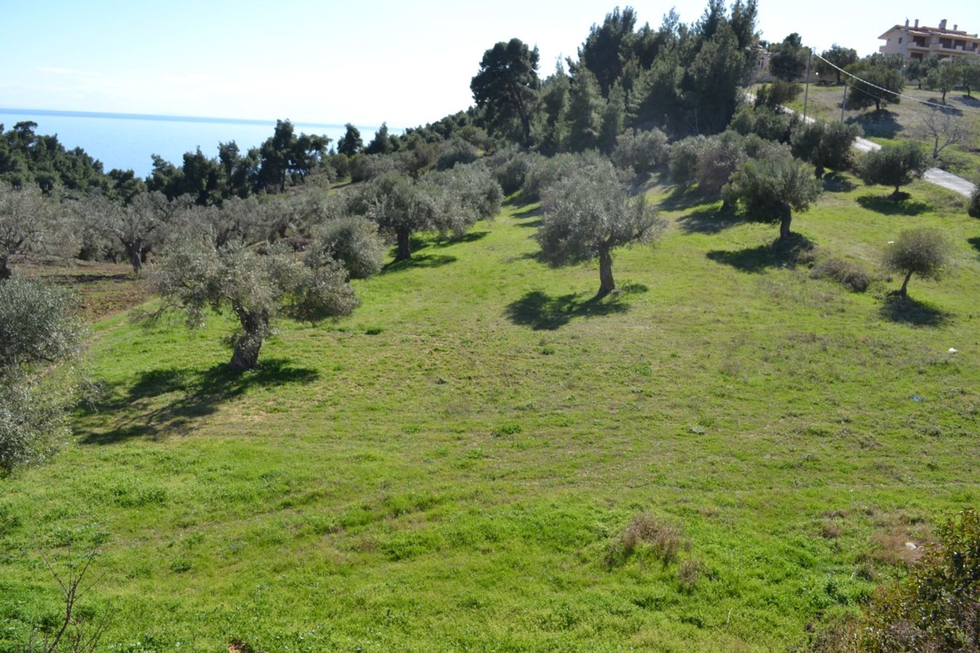 Terre dans Kassandréia, Kentriki Macédoine 10802598