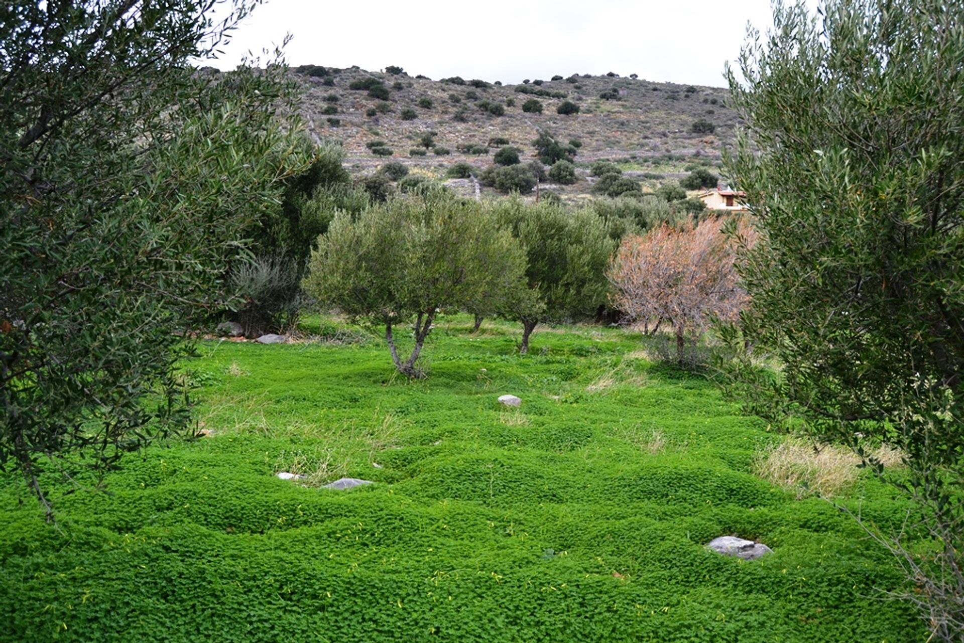 Γη σε Χερσόνησος, Κρήτης 10802847