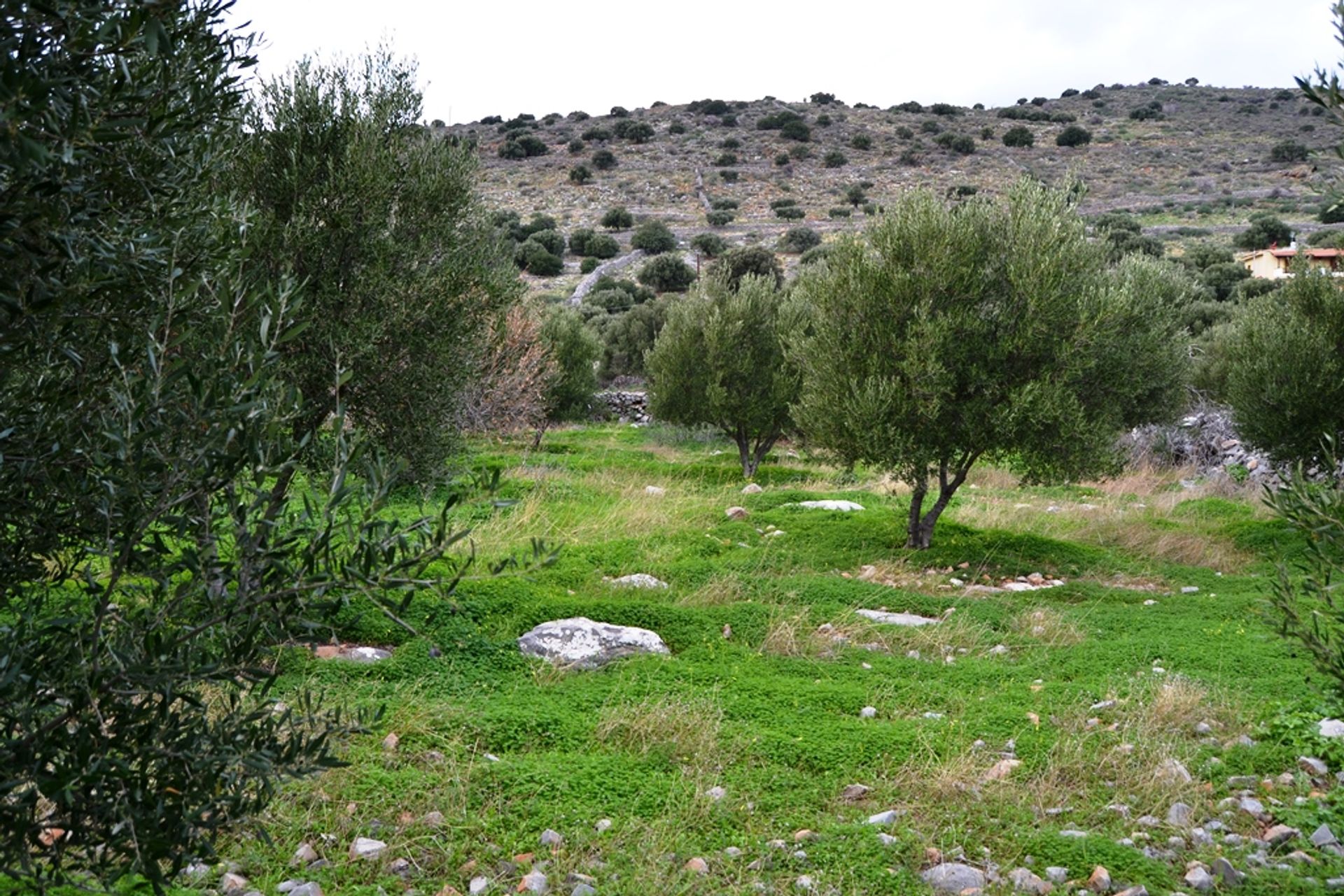 Γη σε Χερσόνησος, Κρήτης 10802847